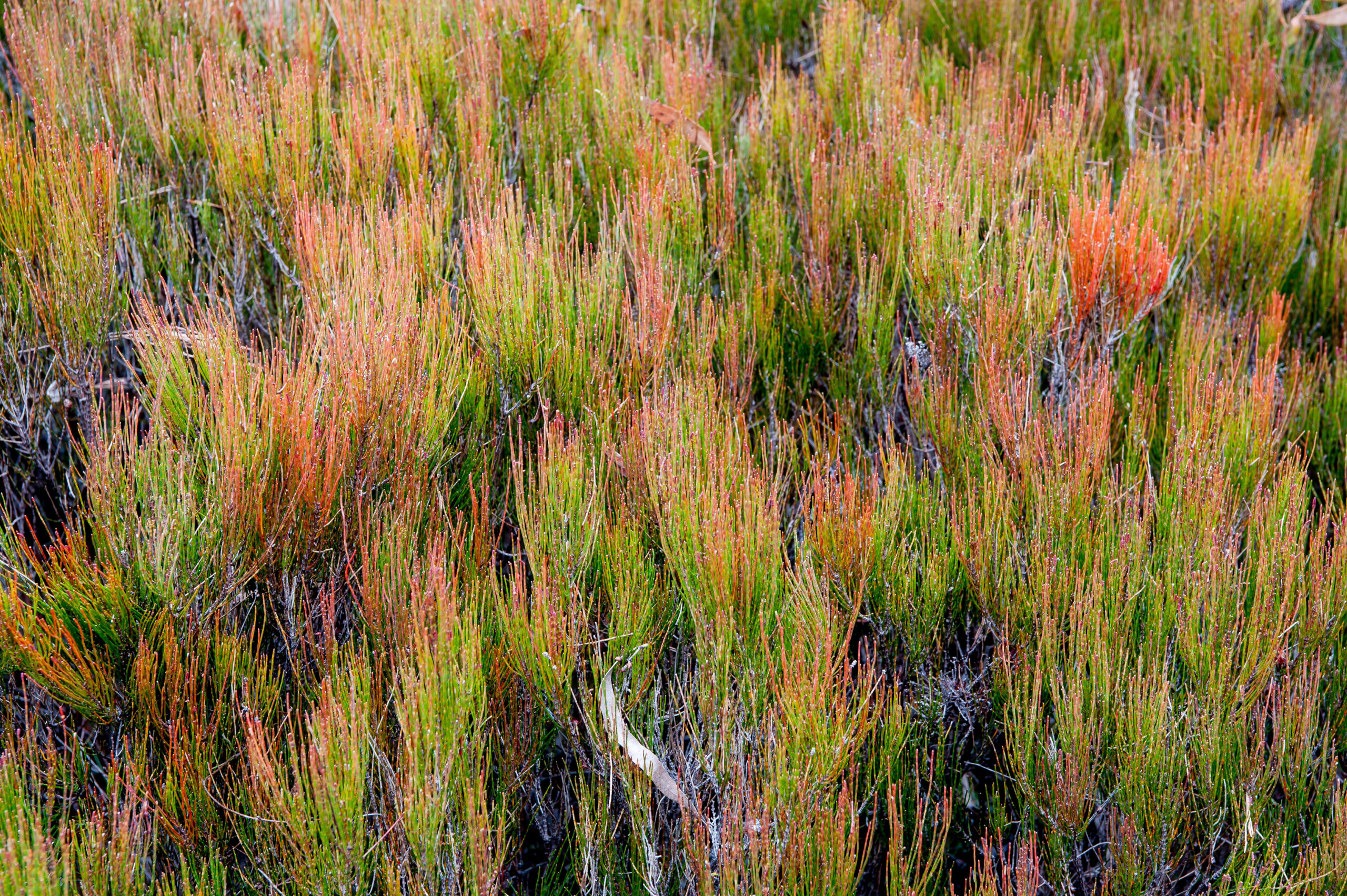 Shrubland ,Morton National Park. Photo credit: Michael Van Ewijk / DPE