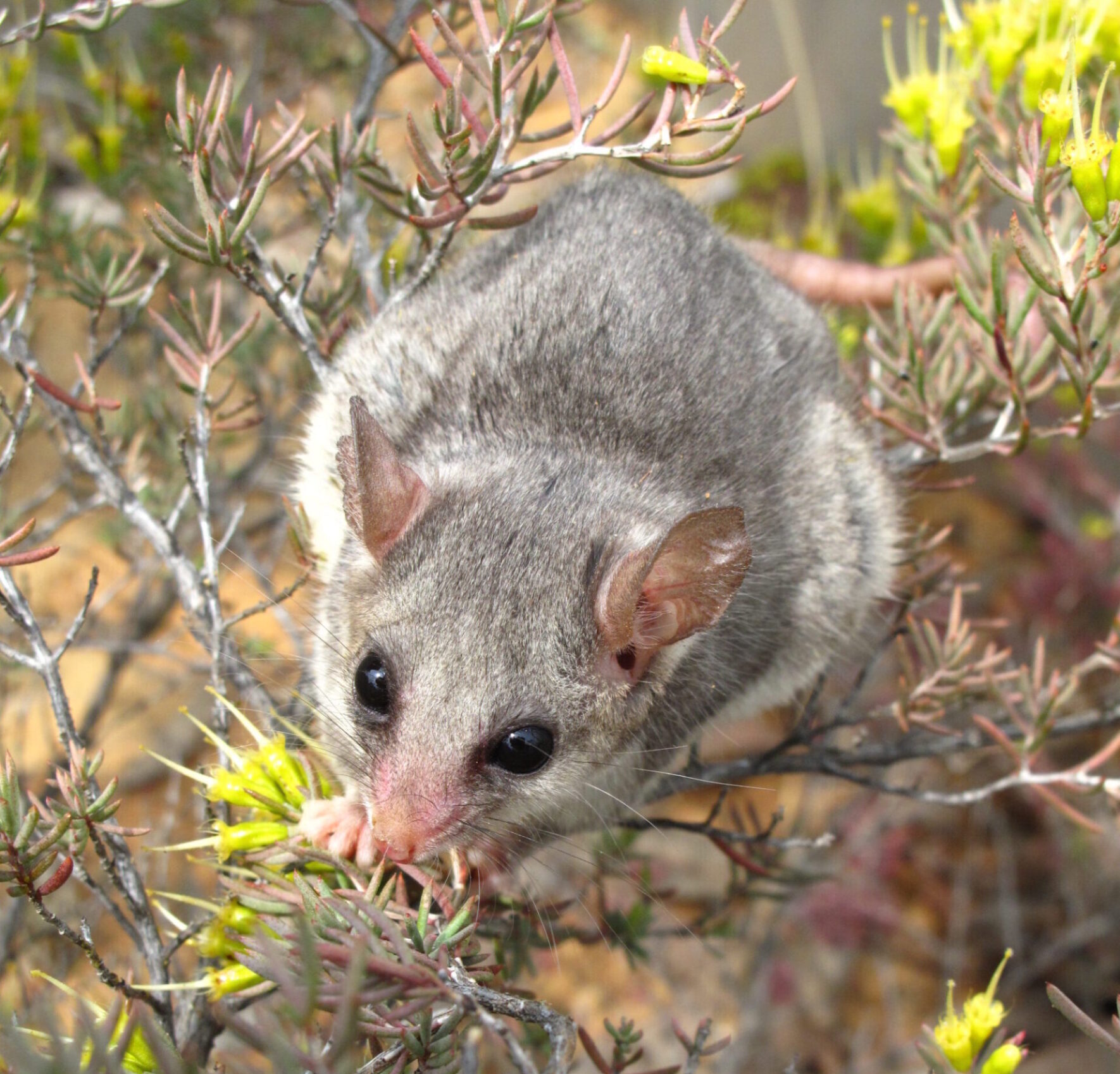 Eastern Pygmy-possum. Photo credit: Justin Mallee / DPE