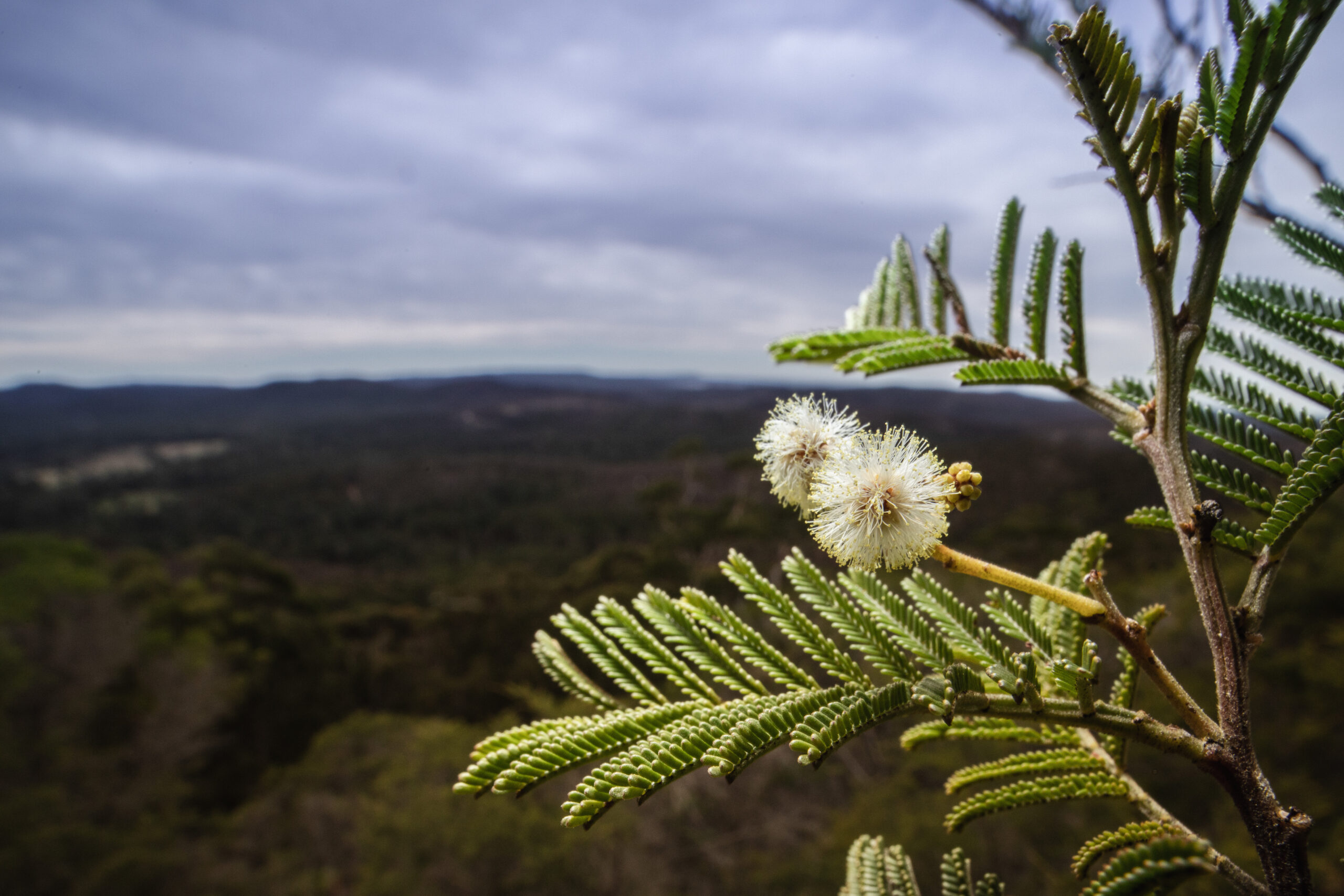 Narrabarba Wattle. Photo credit: Alex Pike / DPE