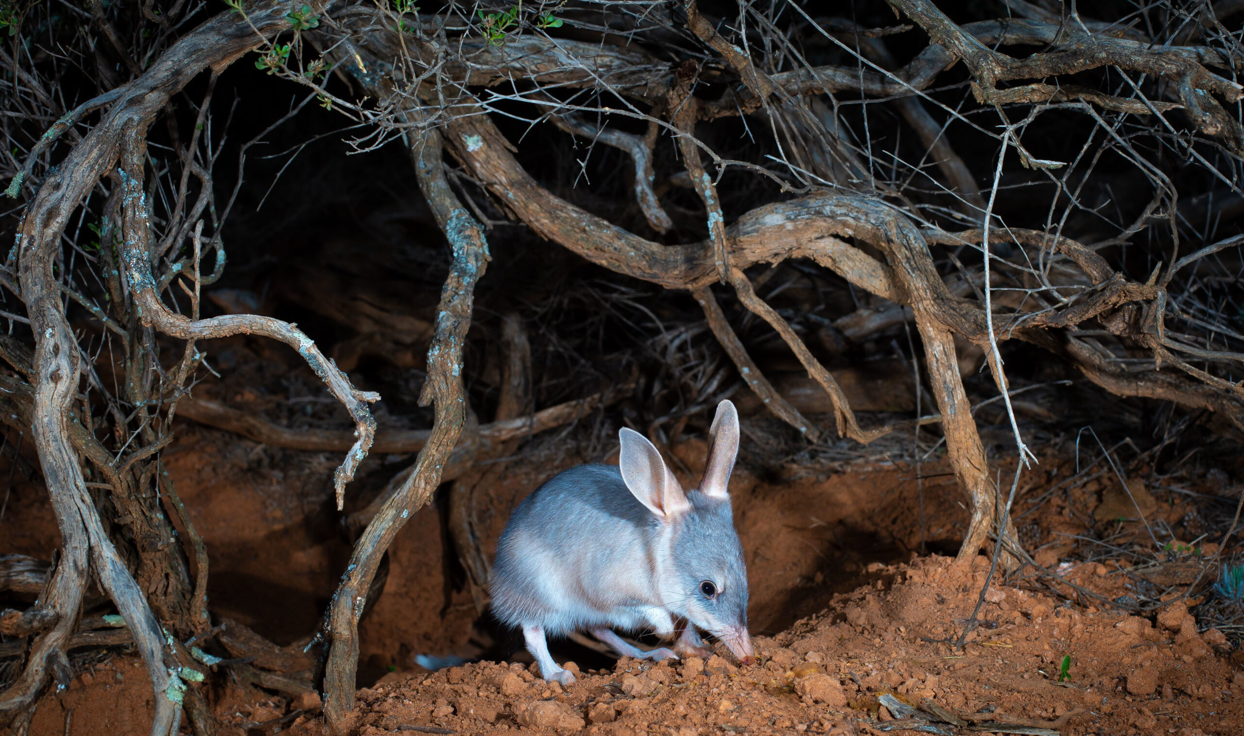 Pink slugs, bilbies and Wollemi pines: Iconic Aussie species that need our help