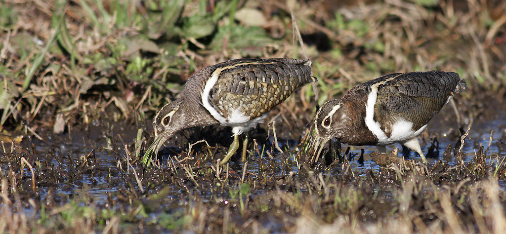 Australian Painted Snipe. Photo credit: Berzins / DPE