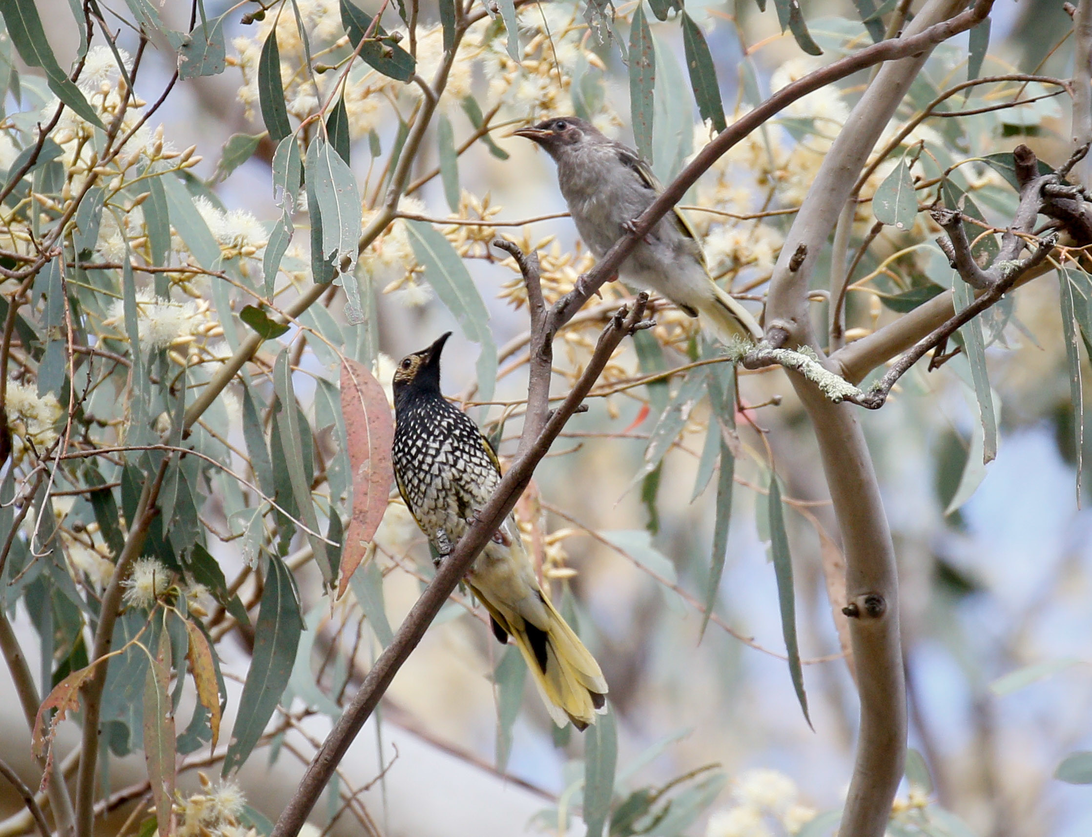 Regent Honeyeater. Photo credit: Mick Roderick / DPE