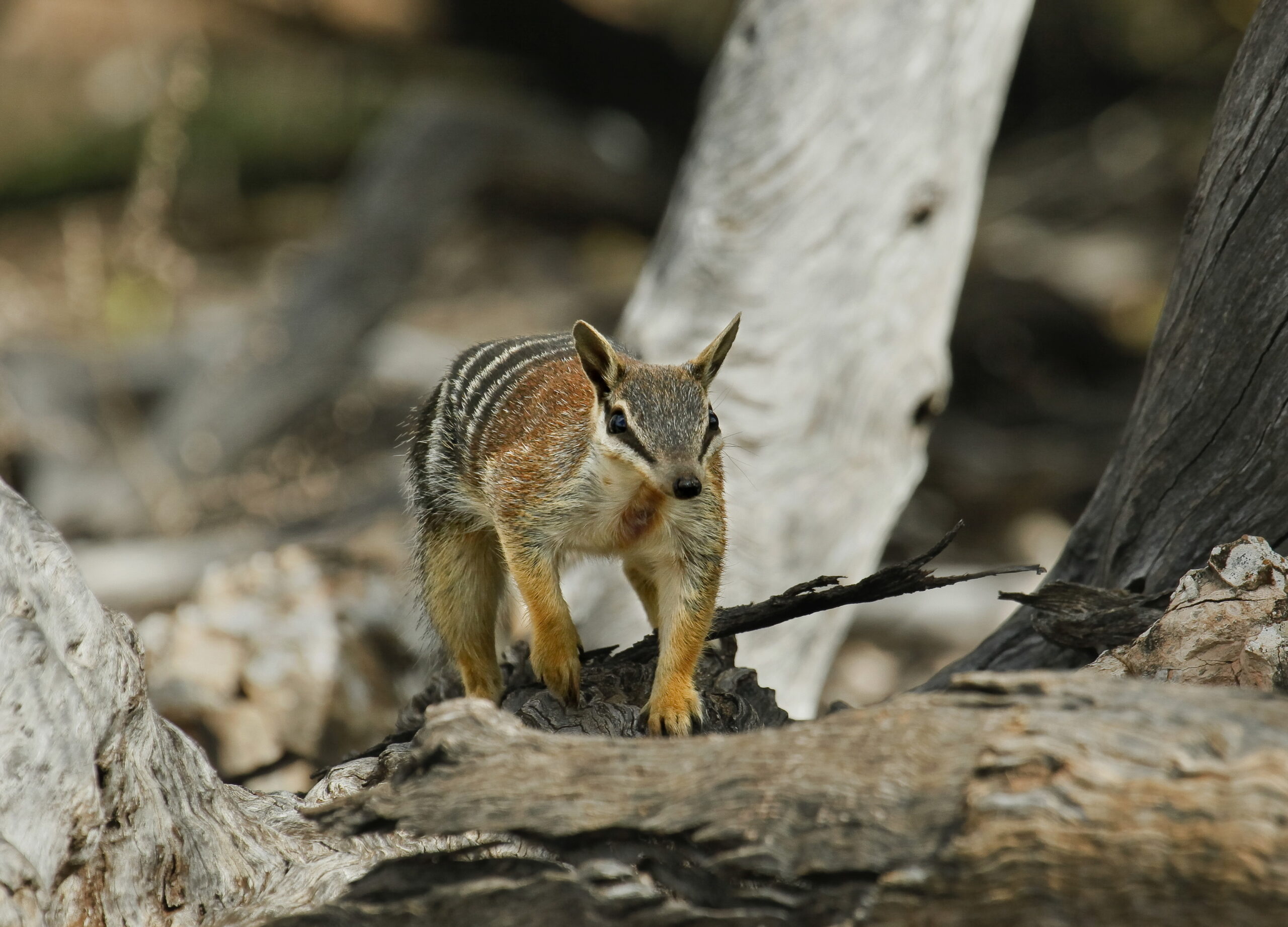 Numbat in a NSW national park . Photo credit: Wayne Lawle / DPE
