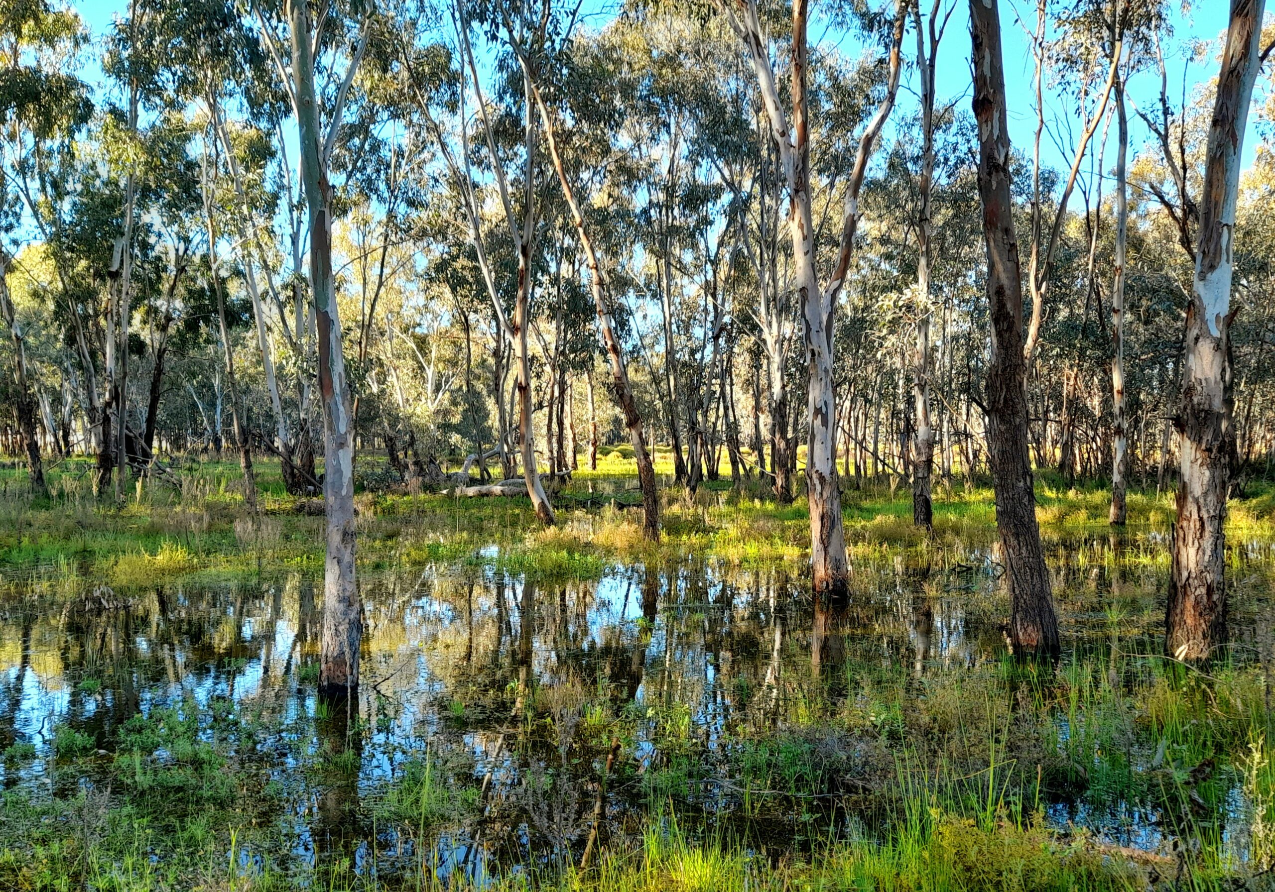 North Marsh Macquarie Marshes. Photo credit: Nicola Brookhouse / DPE