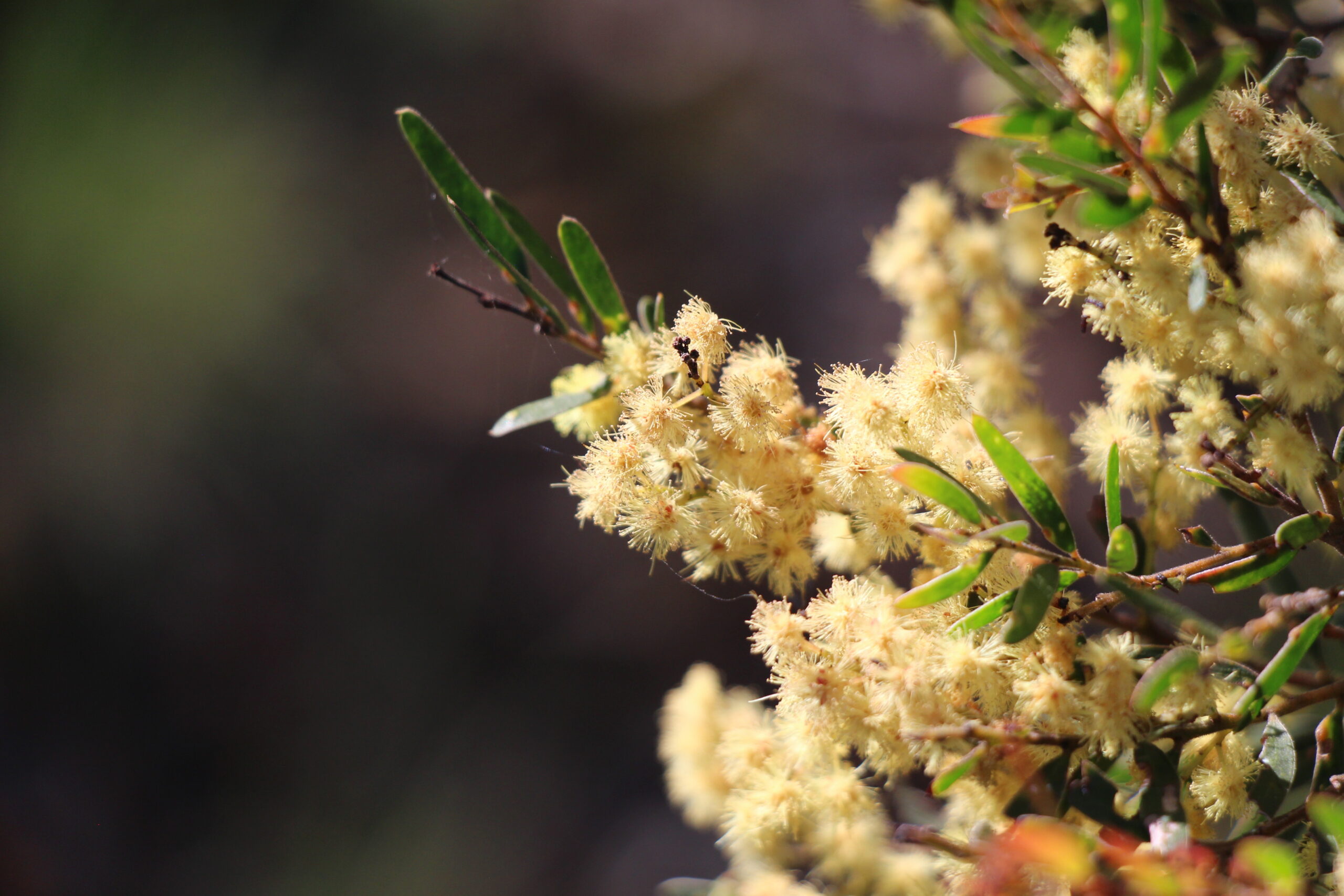 Wattle in Oxley Wild Rivers National Park. Photo credit: Jessica Stokes / DPE