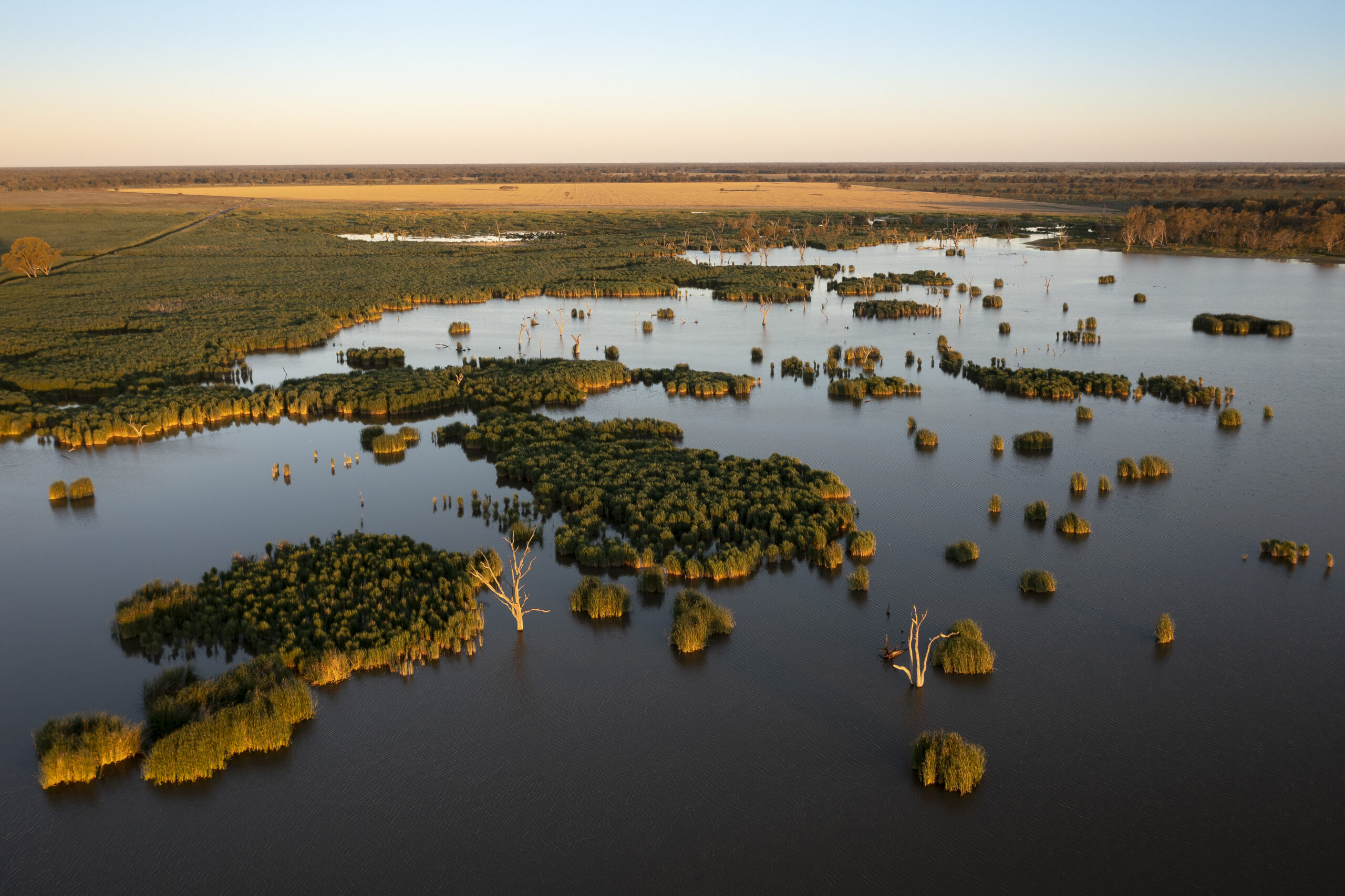 Southern Macquarie Marshes. Photo credit: John Spencer / DPE