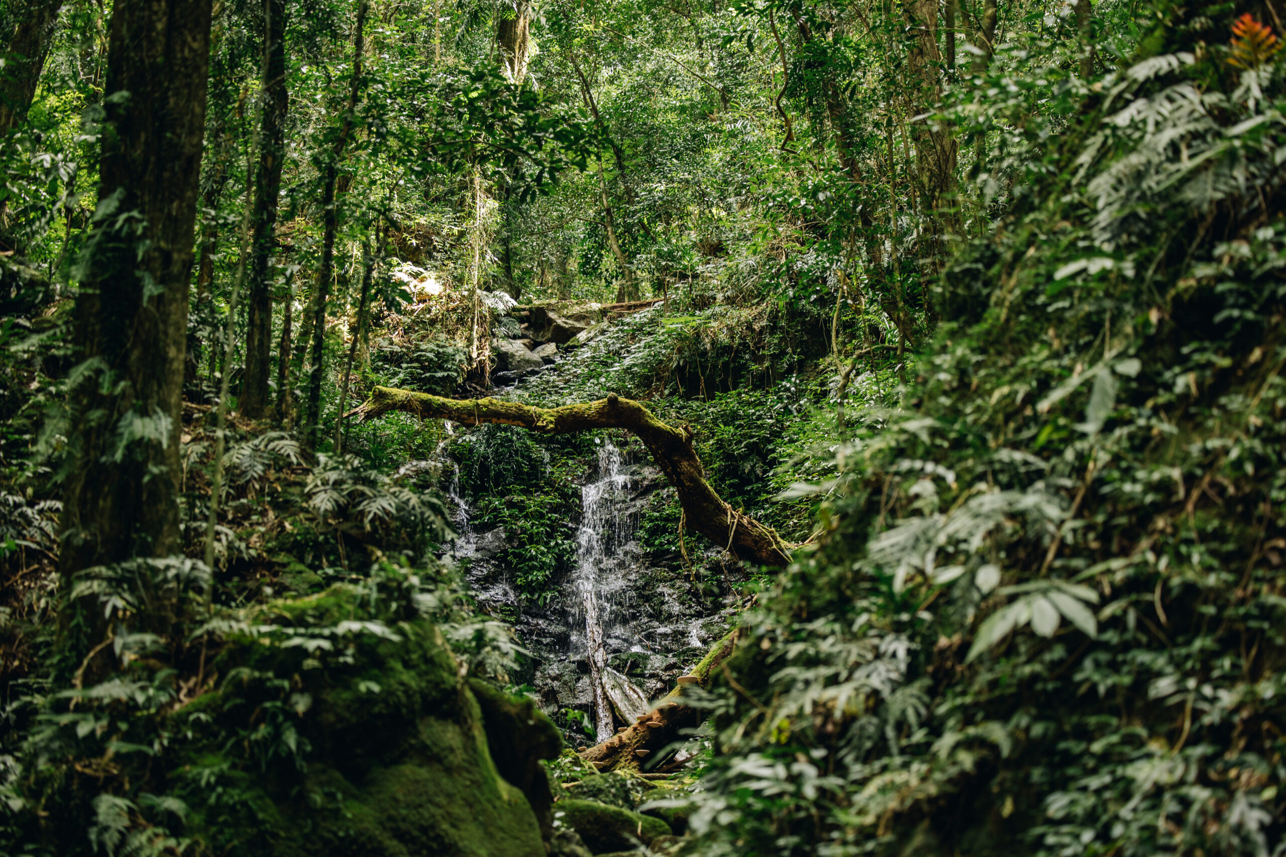 Dorrigo National Park Scenery. Photo credit: Jay Black / DPE
