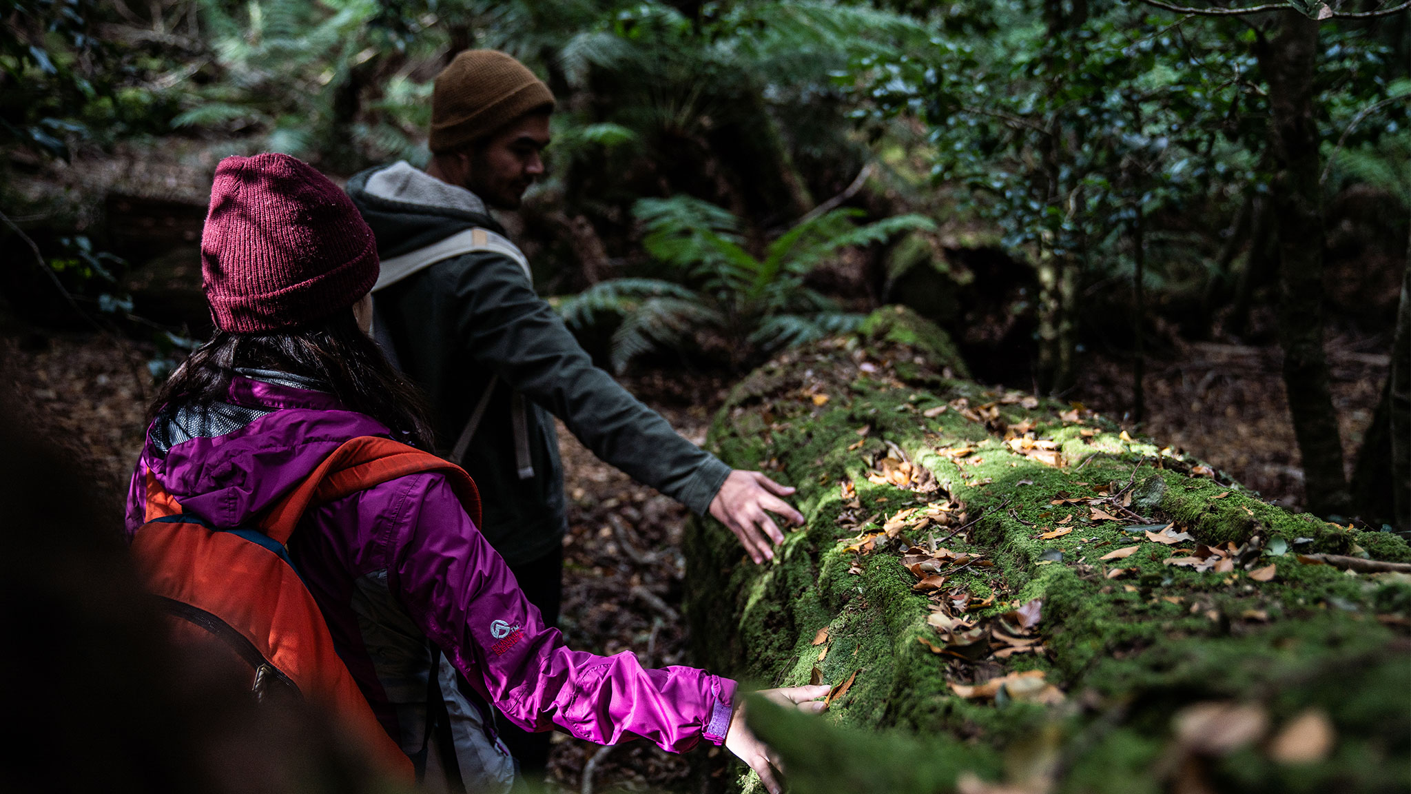 People exploring forest, Barrington tops national park. Photo credit: Rob Mulally / DPE