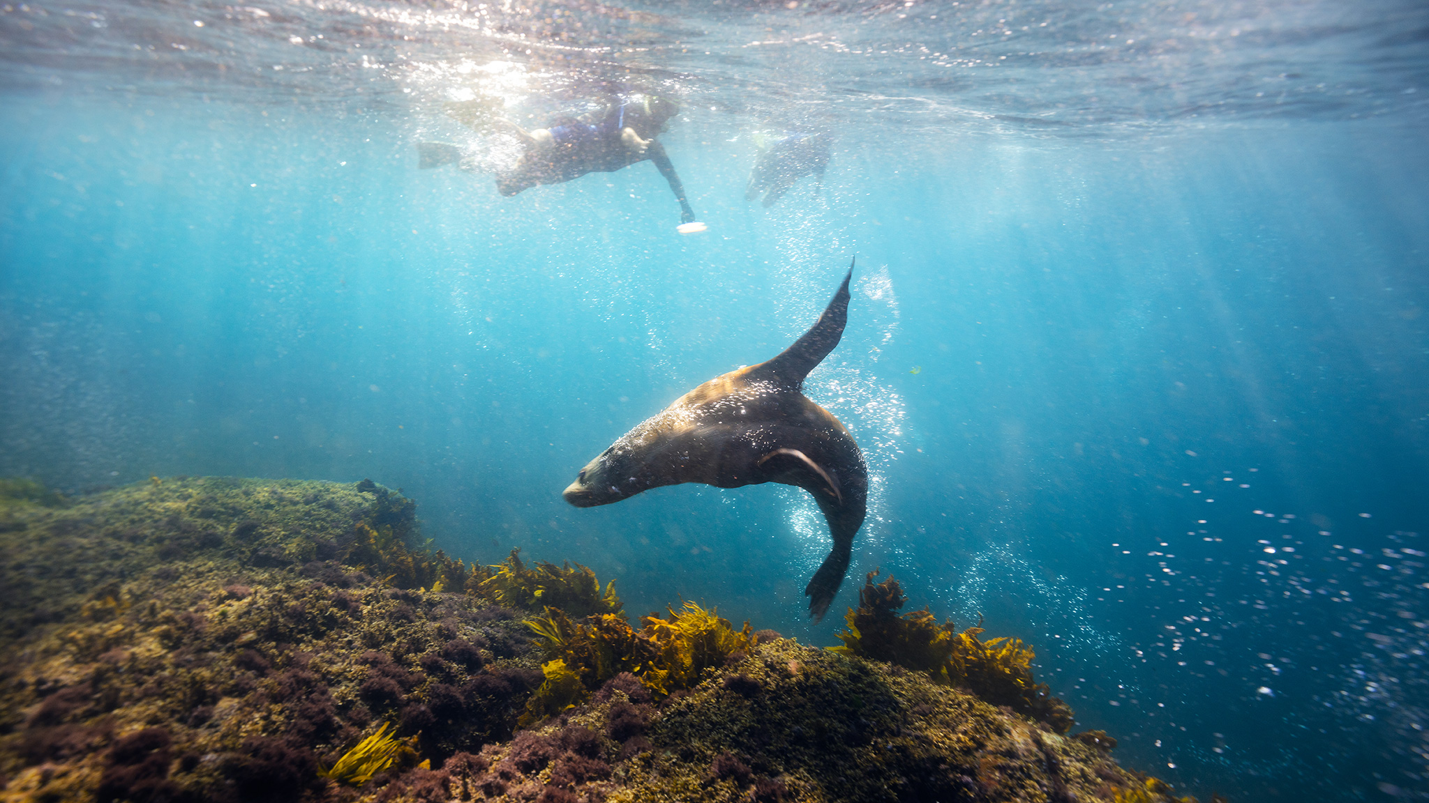 Seal swimming. Photo credit: Daniel Tran / DPE
