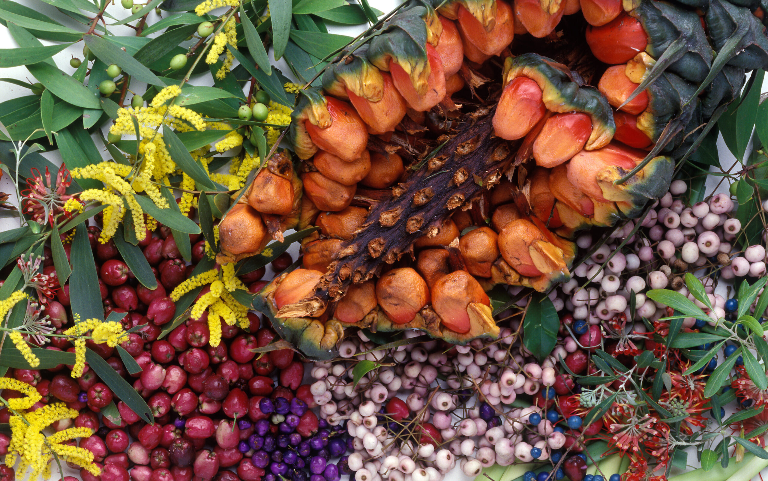 Bush tucker on the menu