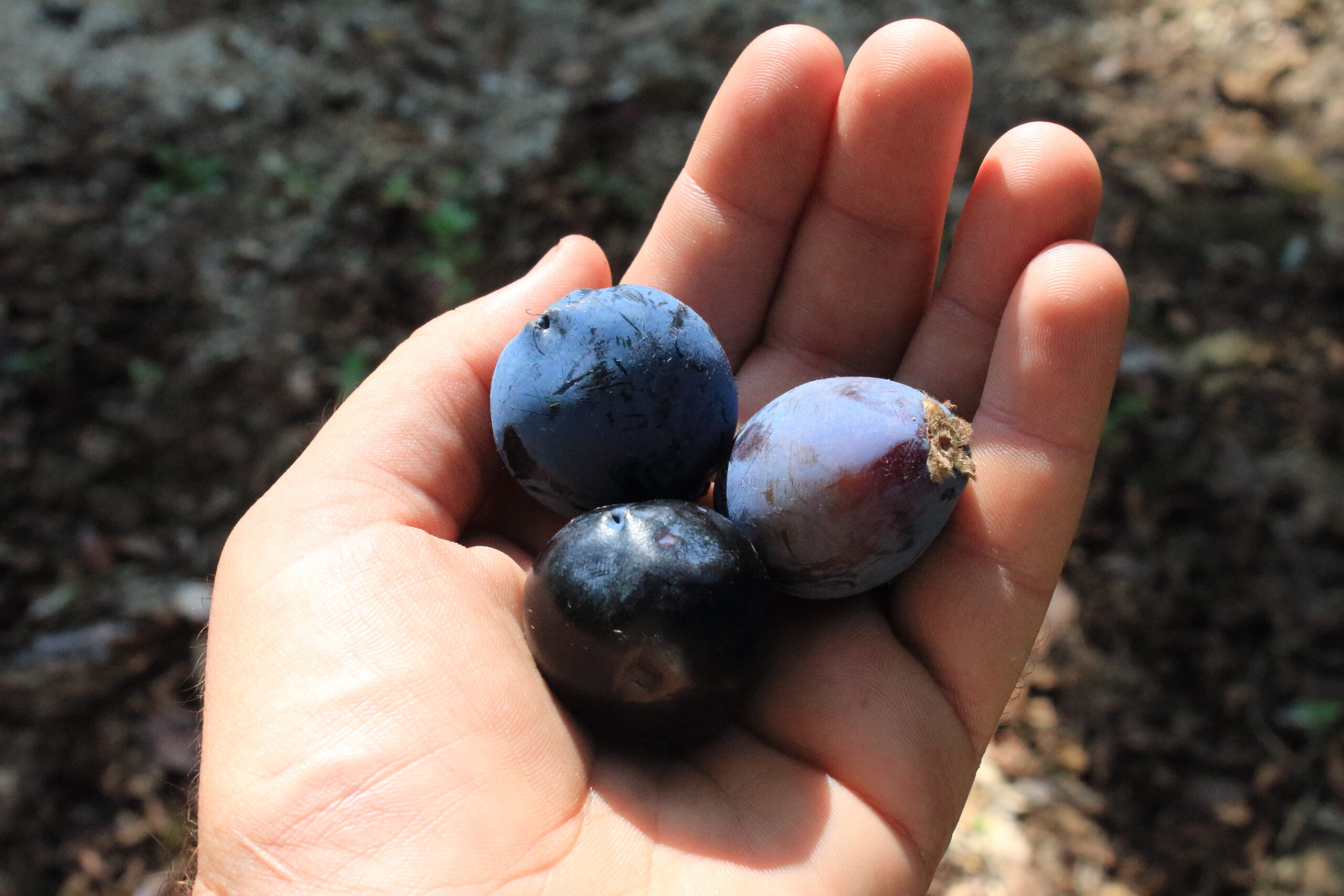 Davidson plum. Photo credit: Gavin Phillips / DPE