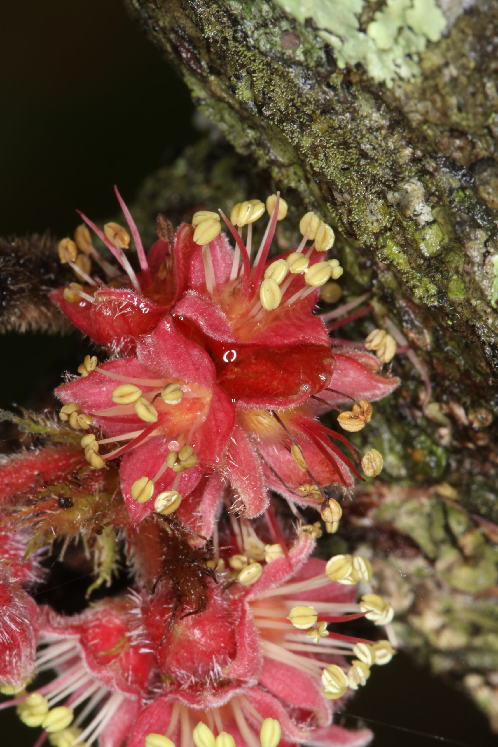 Davidson plum. Photo credit: Gavin Phillips / DPE