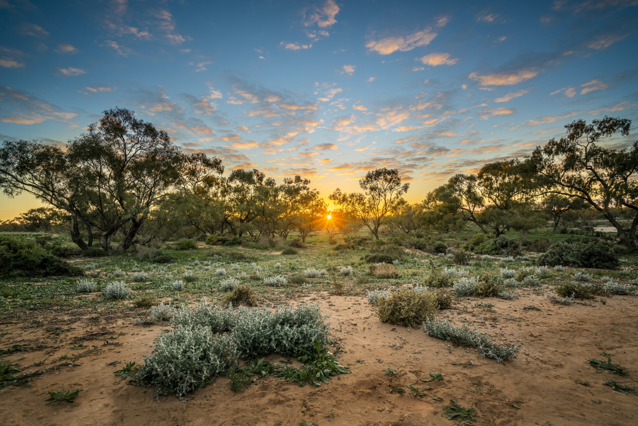 Saltbush in desert plains. Photo credit: John Spencer / DPE