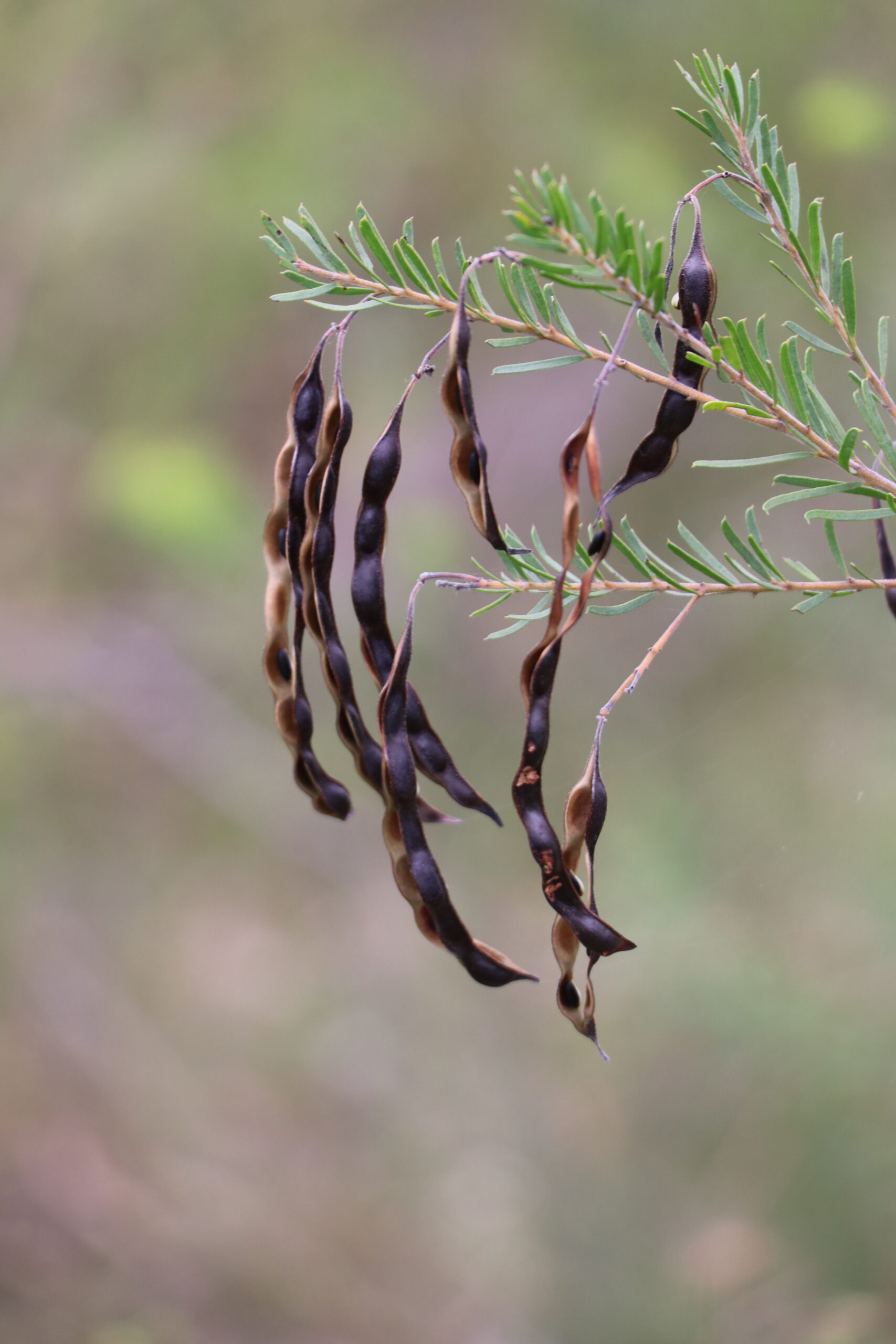 Rupp's Wattle. Photo credit: Gavin Phillips © Gavin Phillips/DPE