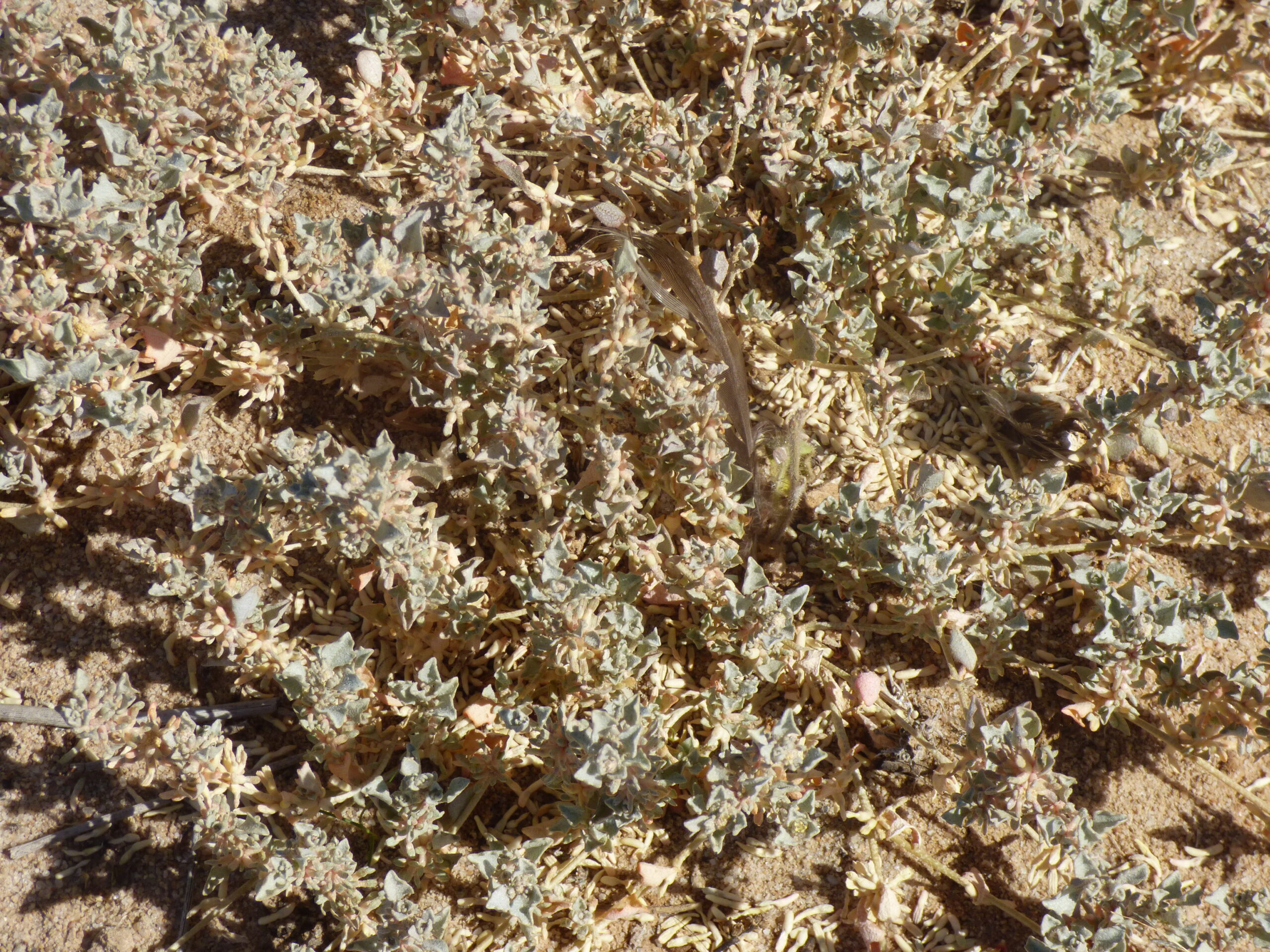 A saltbush. Photo credit: Darren Shelly / DPE