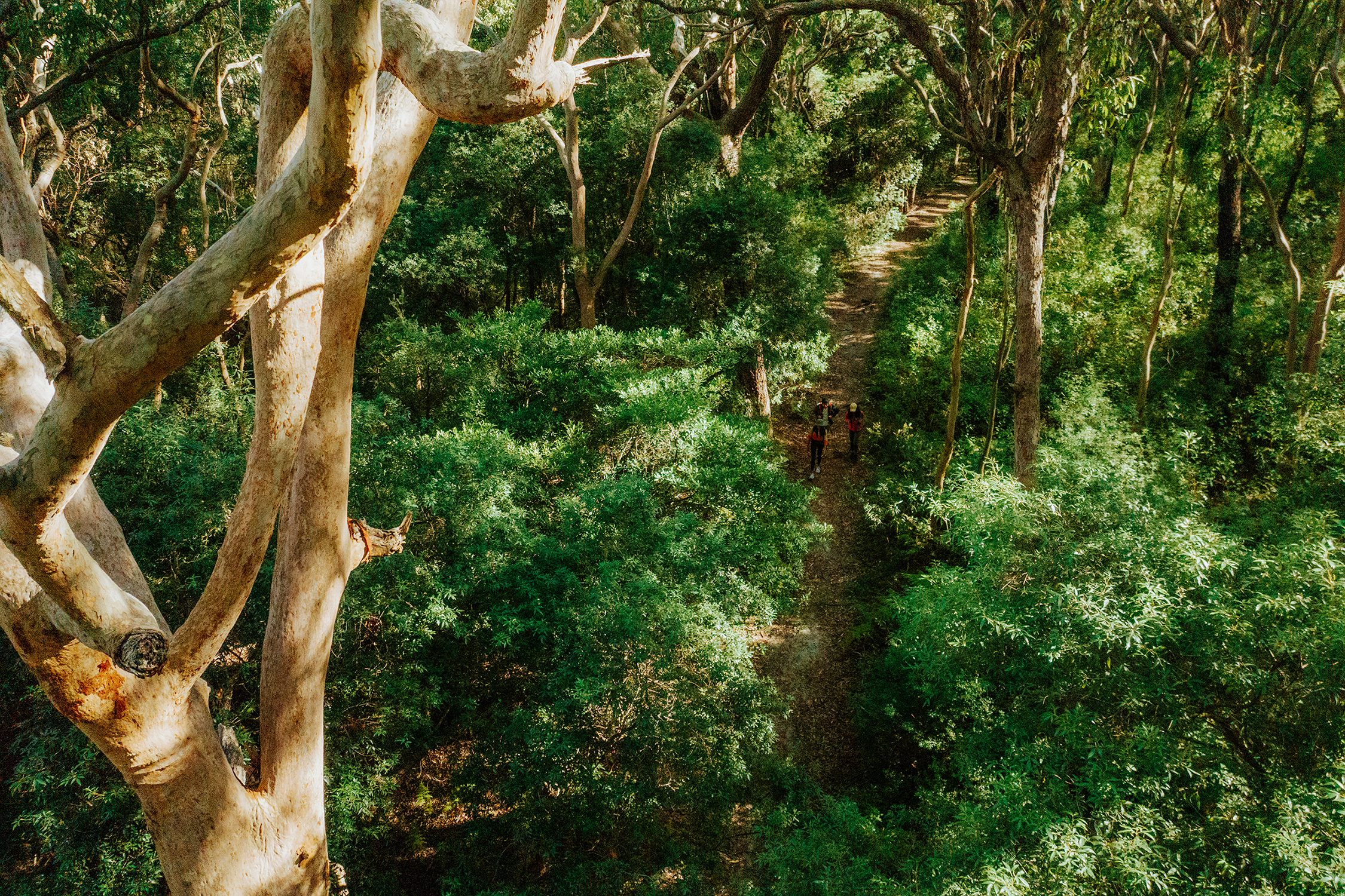Aerial view of three people on the Tomaree Coastal Walk, Tomaree National Park. Photo: Remy Brand / DCCEEW © Studio Bilby