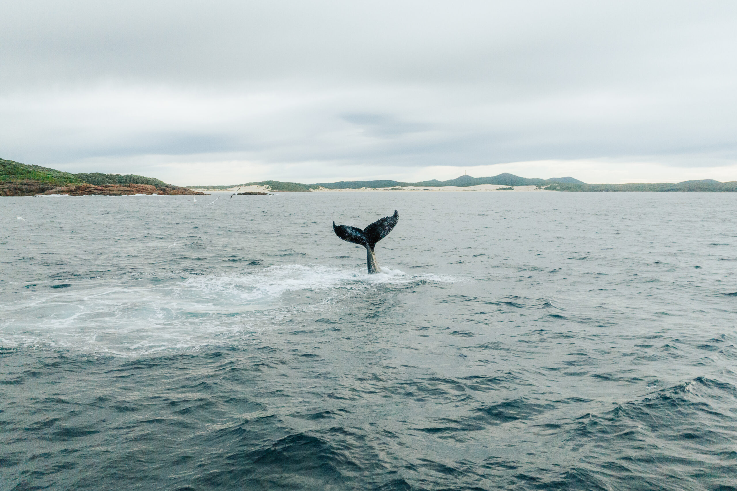 Whale in coastal waters. Tomaree National Park. Photo: Remy Brand / DCCEEW © Studio Bilby