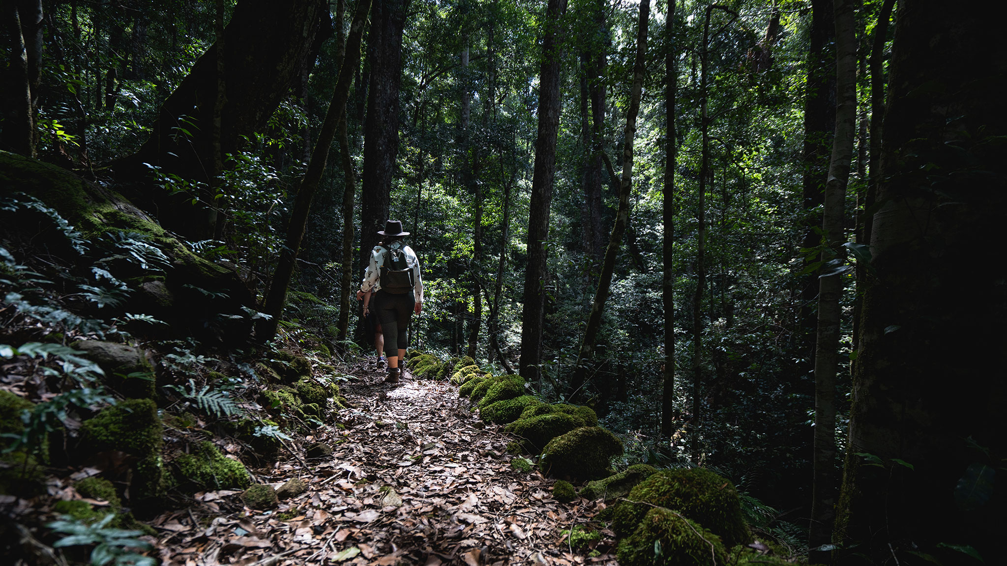 Two people walking through Werrikimbe National Park forest. Photo credit: Remy Brand / DPE