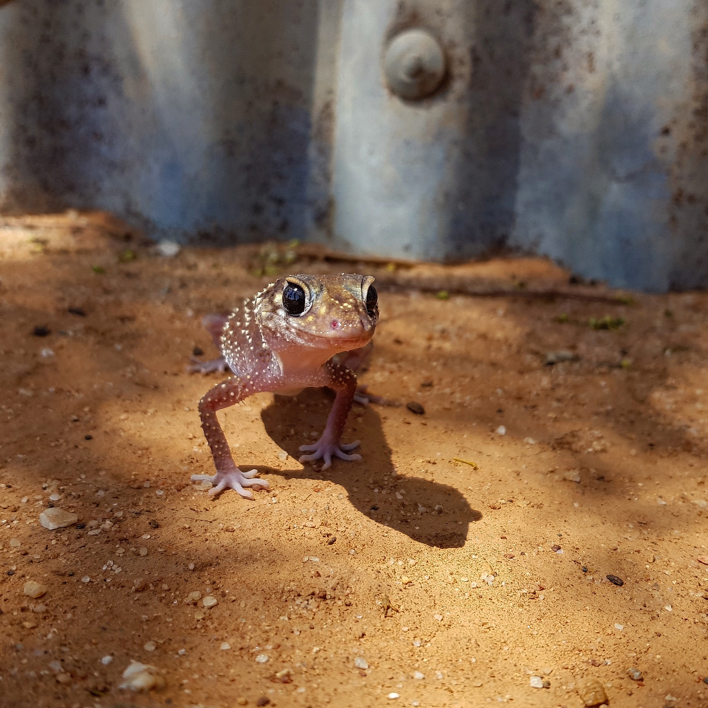 Lizard in Kalyarr National Park, Hay, Lachlan River Visitor Area. Photo credit: Samantha Ellis / DCCEEW