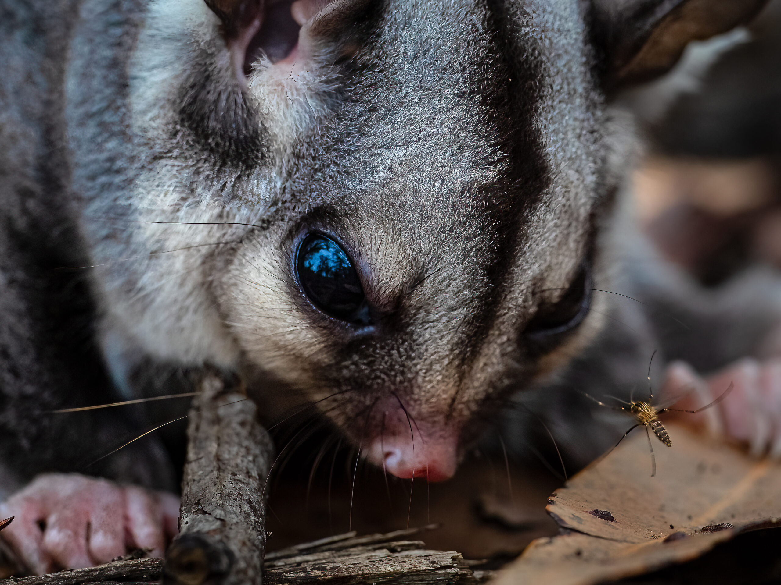 Sugar Glider staring at an insect.