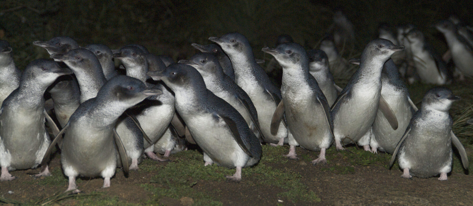 Little penguins in NSW: Tiny seabirds on an epic mission