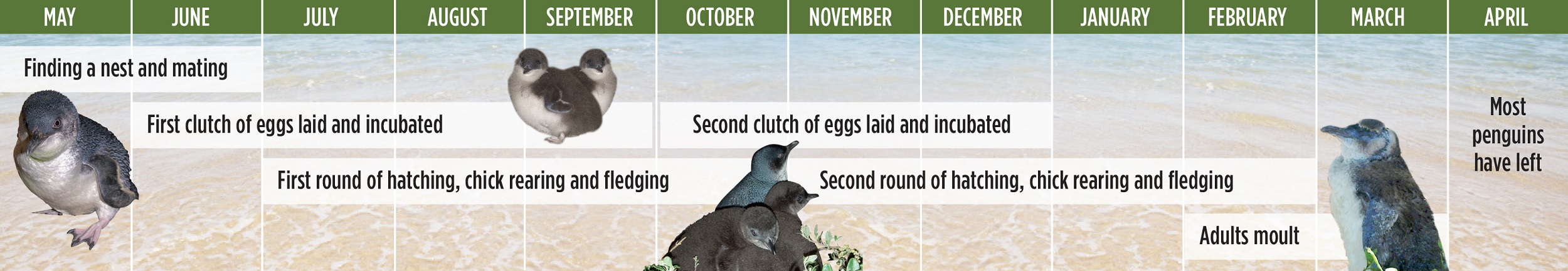 Little penguin timeline. Photo credit: DPE
