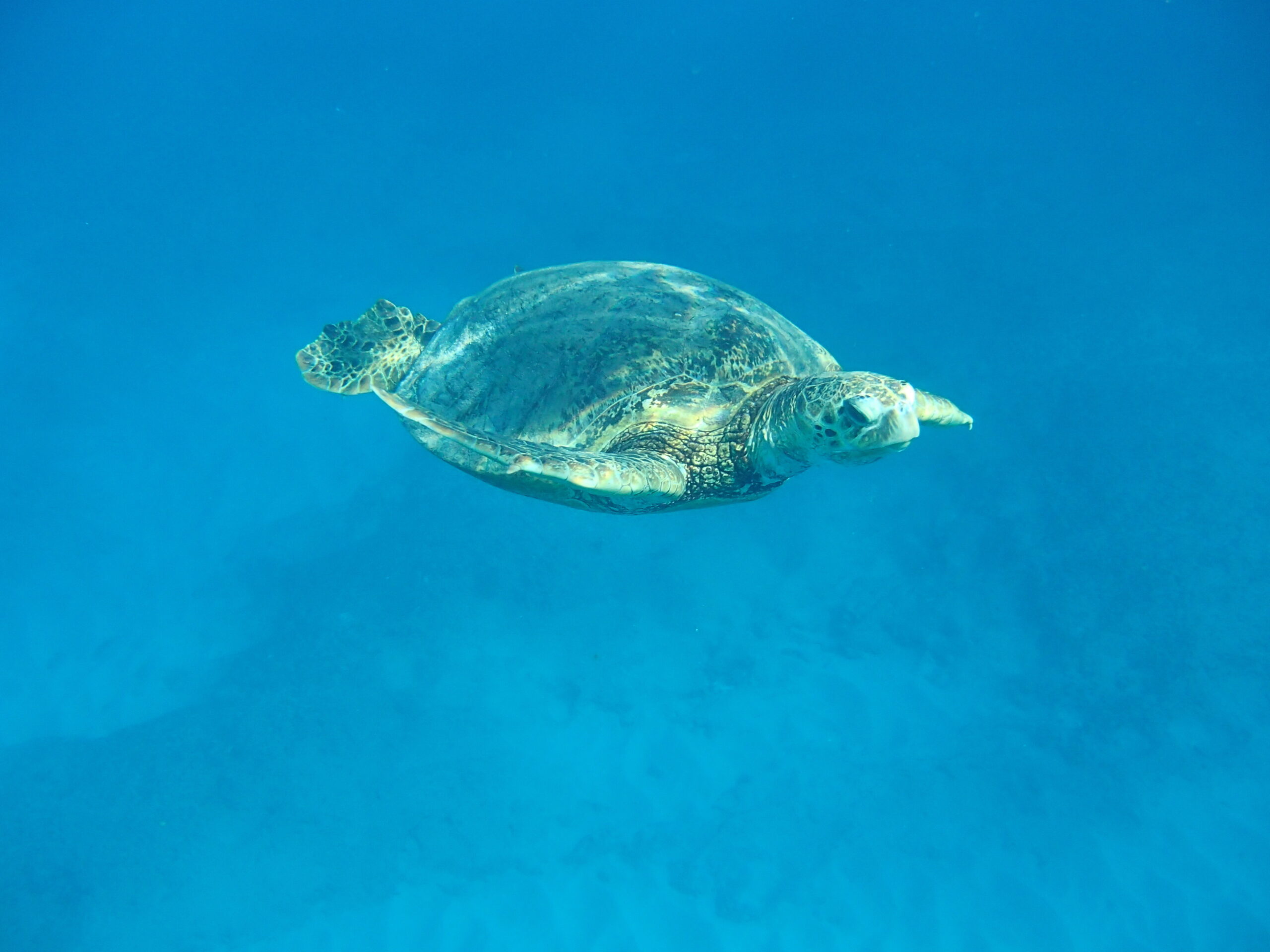 Adult loggerhead turtle swims underwater. Photo credit: Penny Drury / DCCEEW