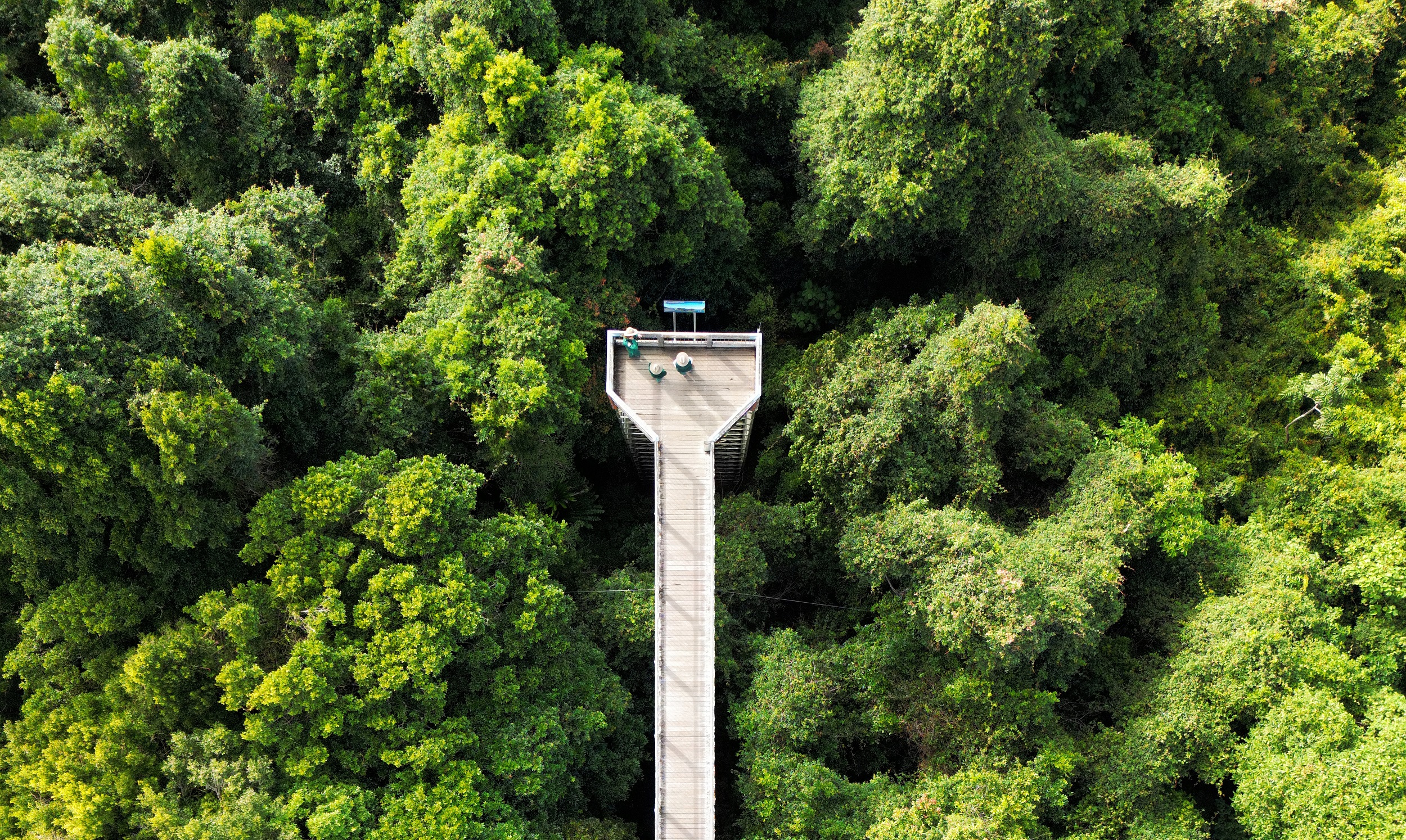 An aerial view of the Skywalk lookout in Dorrigo National Park surrounded by lush green bushland. Photo credit: Adam Hollingworth/DCCEEW © DCCEEW