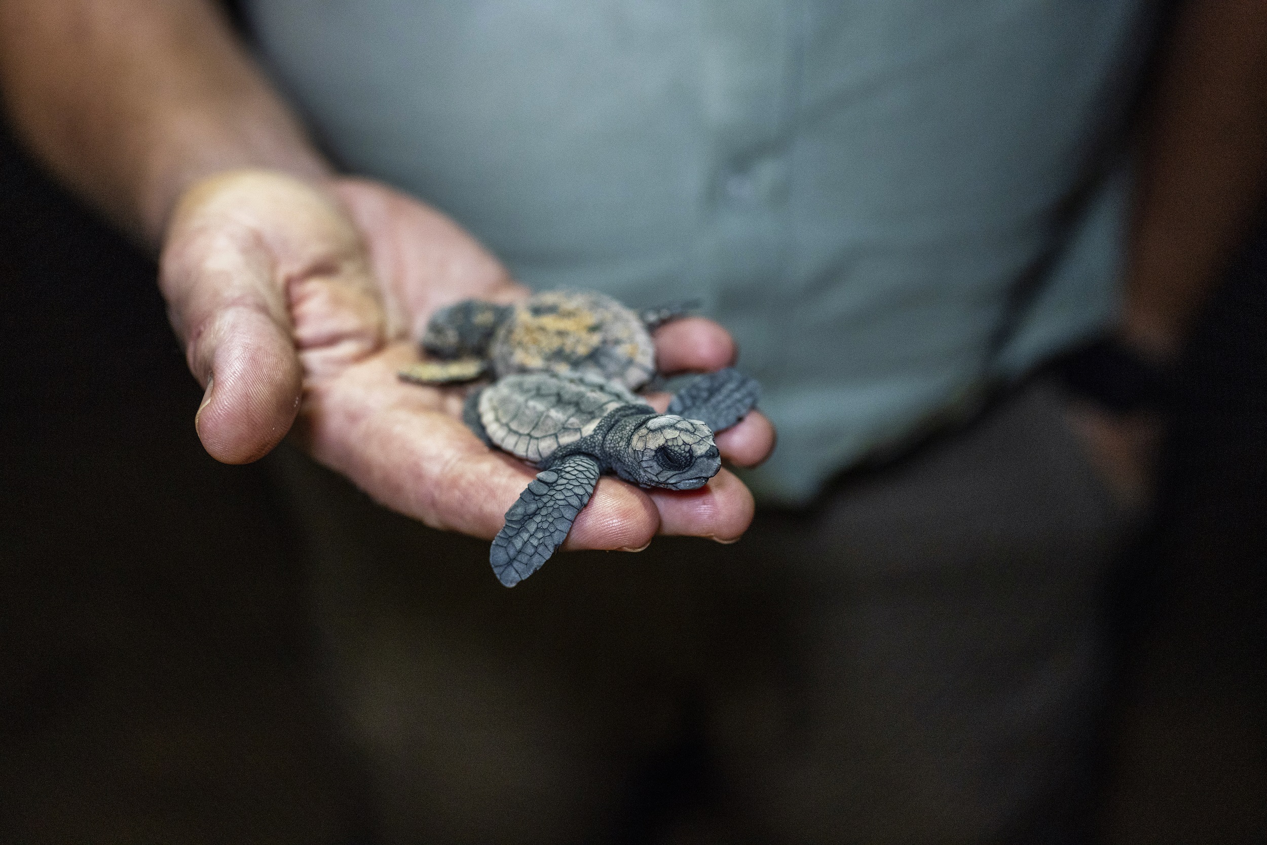 Need a bad news antidote? These conservation wins will do the trick