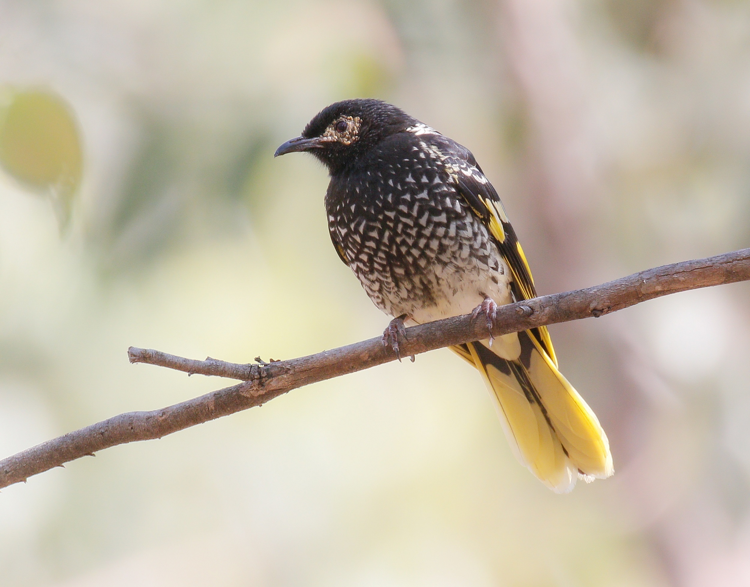 A regent honeyeater perched on a tree branch. Photo credit: Mick Roderick / DCCEEW