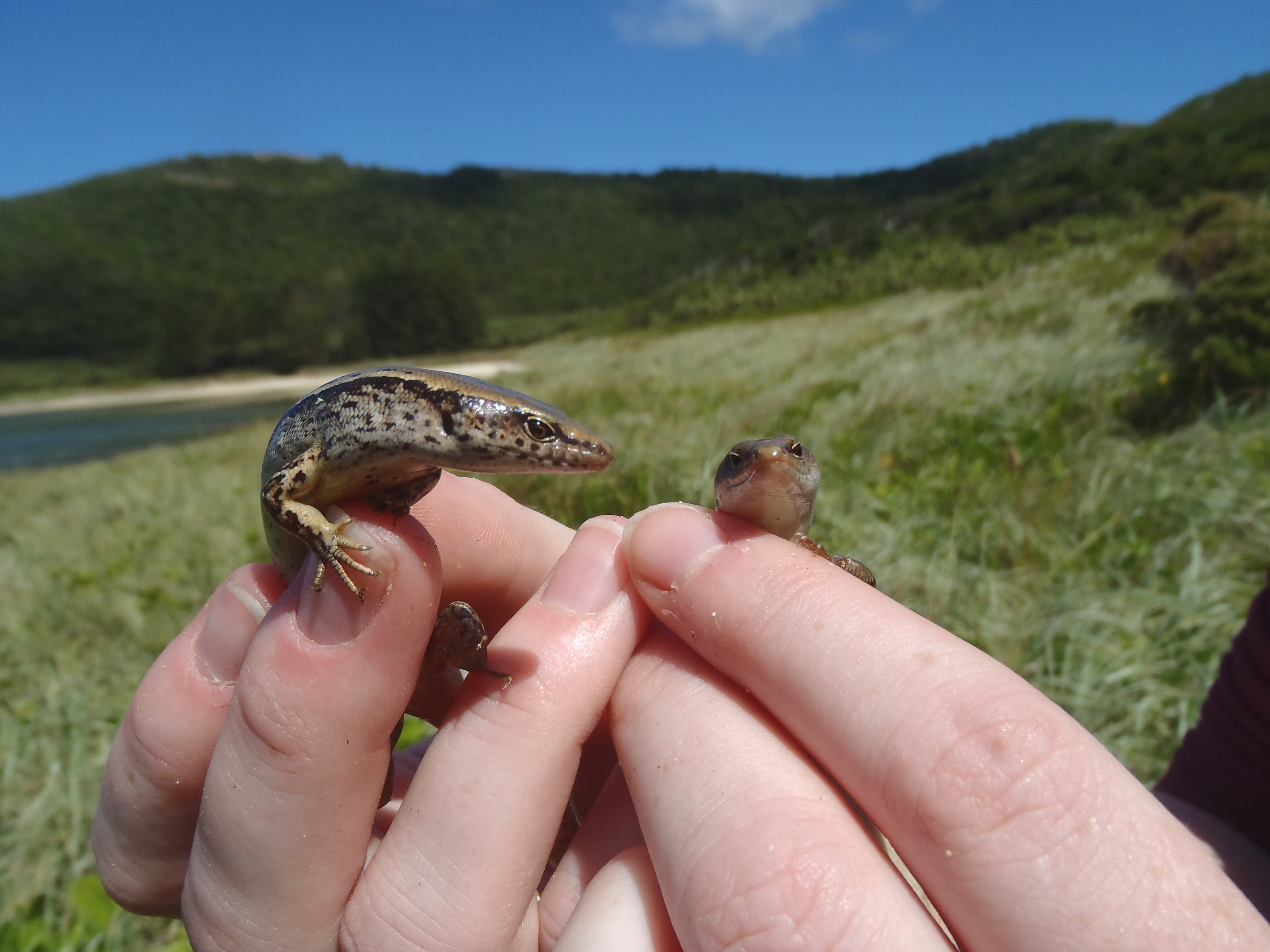 Unpretty but not unloved: The unsung heroes living in NSW national parks