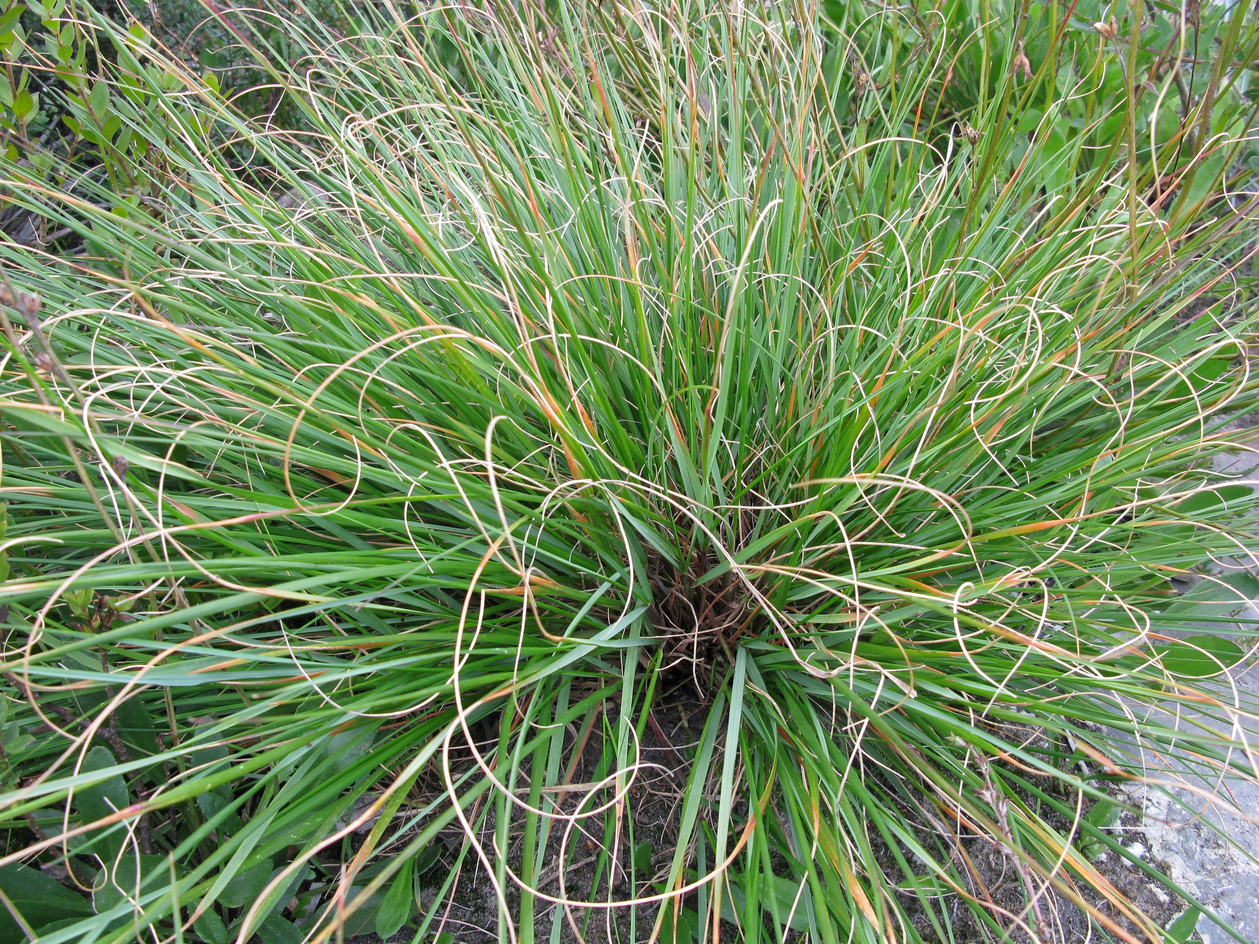 Budawangs wallaby grass. Photo credit: Keith McDougall / DCCEEW