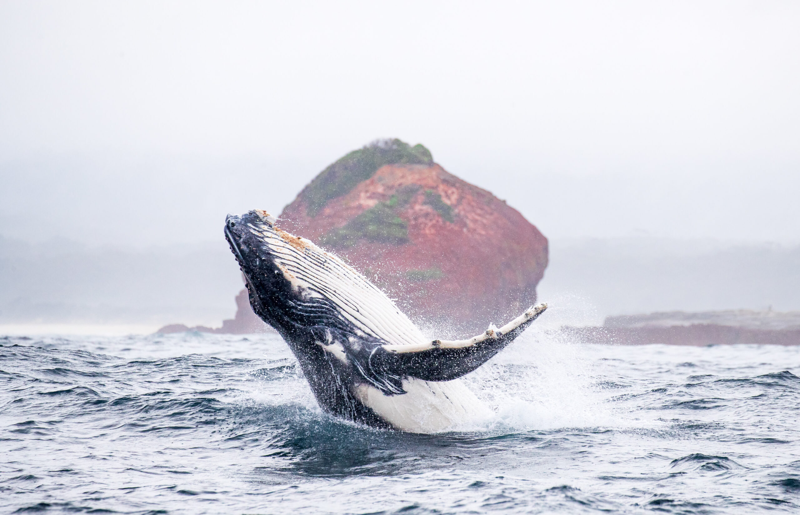 Whale breaching in Beowa National Park. Credit: Rachelle mackintosh