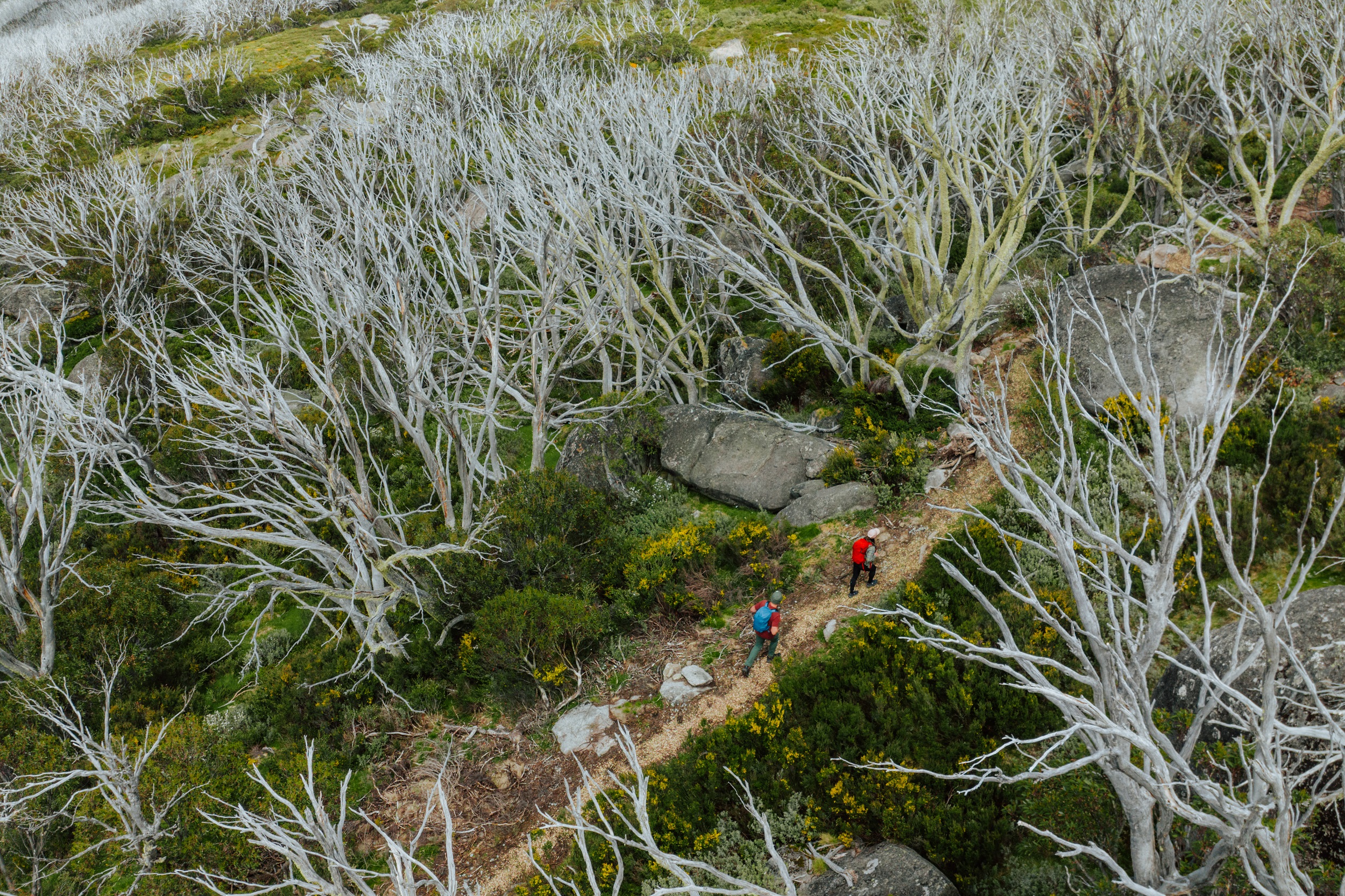 Two people walking on the Perisher Valley to Bullocks Flat track section of the Snowies Alpine Walk. Photo credit: Daniel Parsons/DCCEEW © Studio Bilby