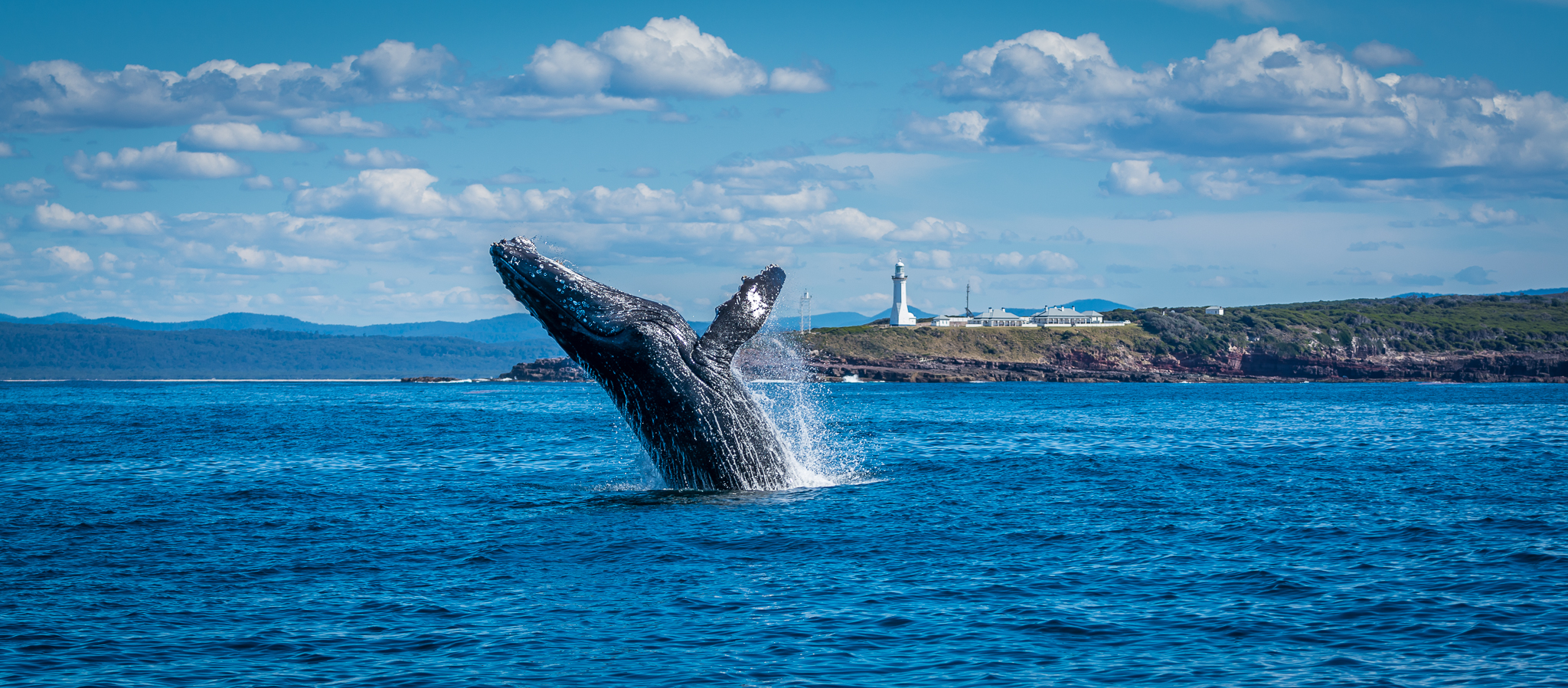 A whale breaching from the ocean along the Light to Light Walk. Photo credit: Scott Blanch