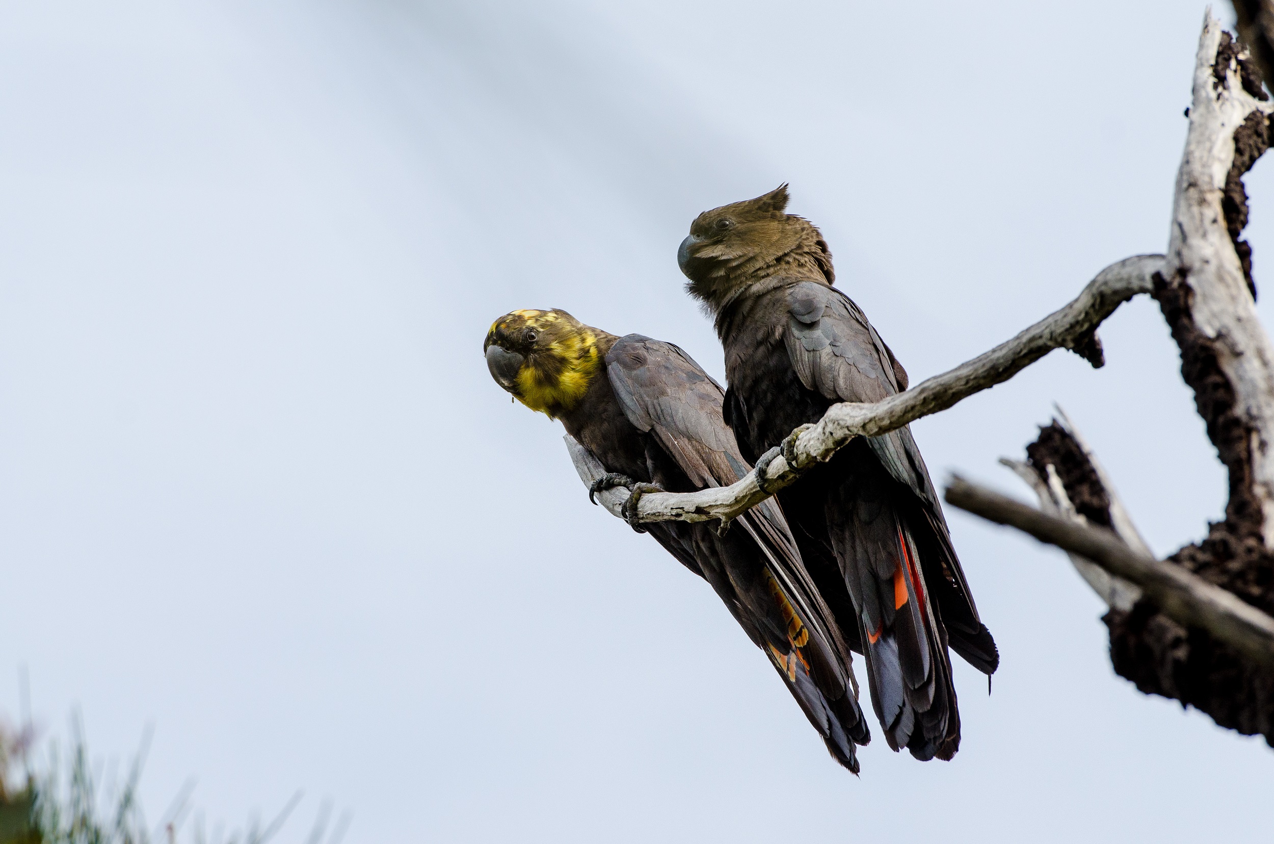A pair of Glossy black-cockatoos. Photo credit: John Spencer/DCCEEW