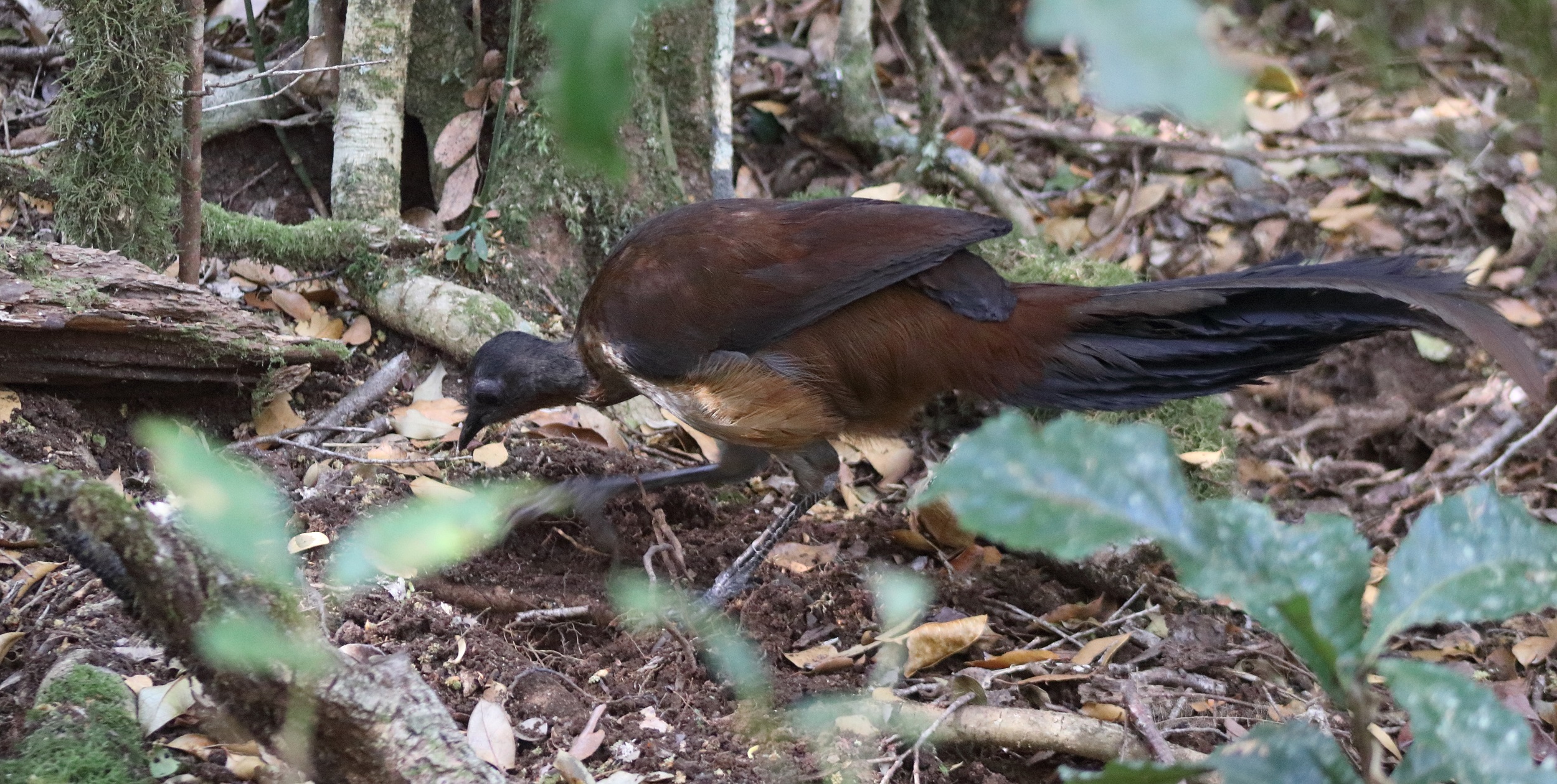 Alberts Lyrebird. Photo credit: Gavin Phillips/DCCEEW