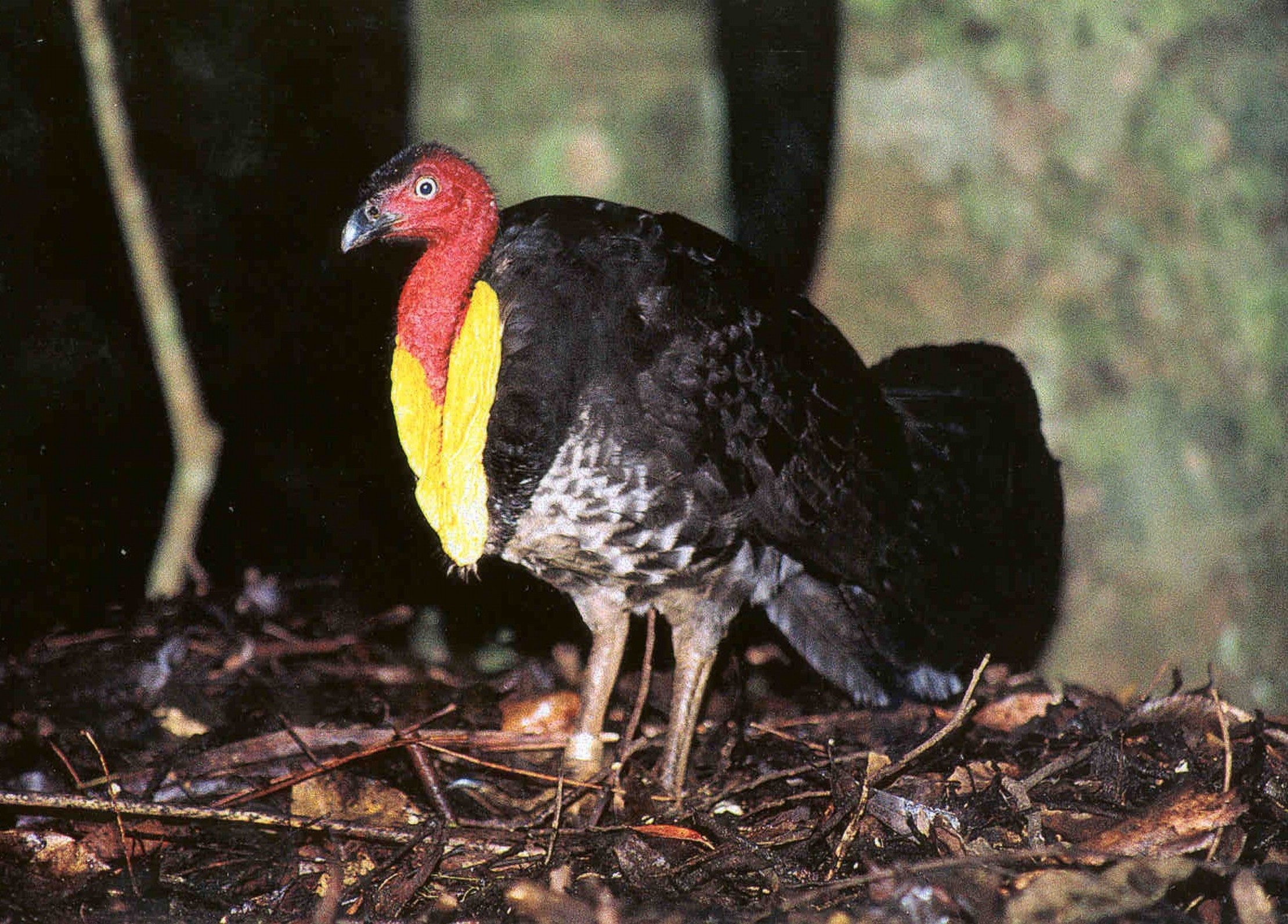 Australian brush turkey. Photo credit: Ann Goeth/DCCEEW