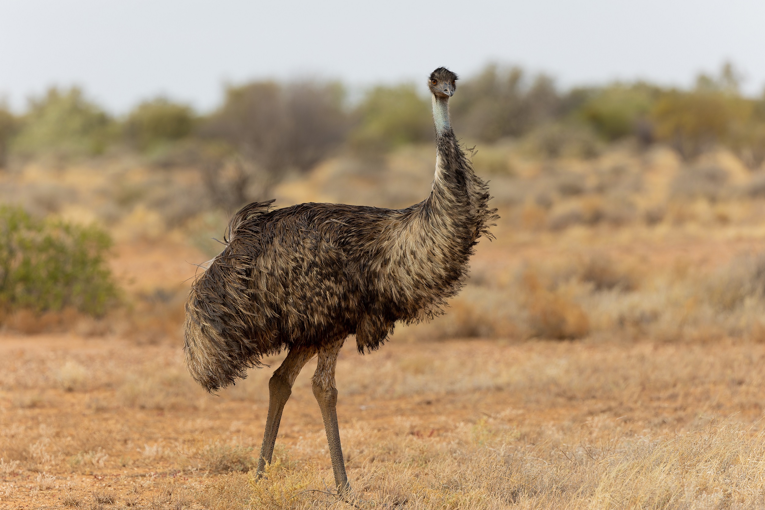 Emu standing in scrubland. Photo credit: Greg Smith/DCCEEW