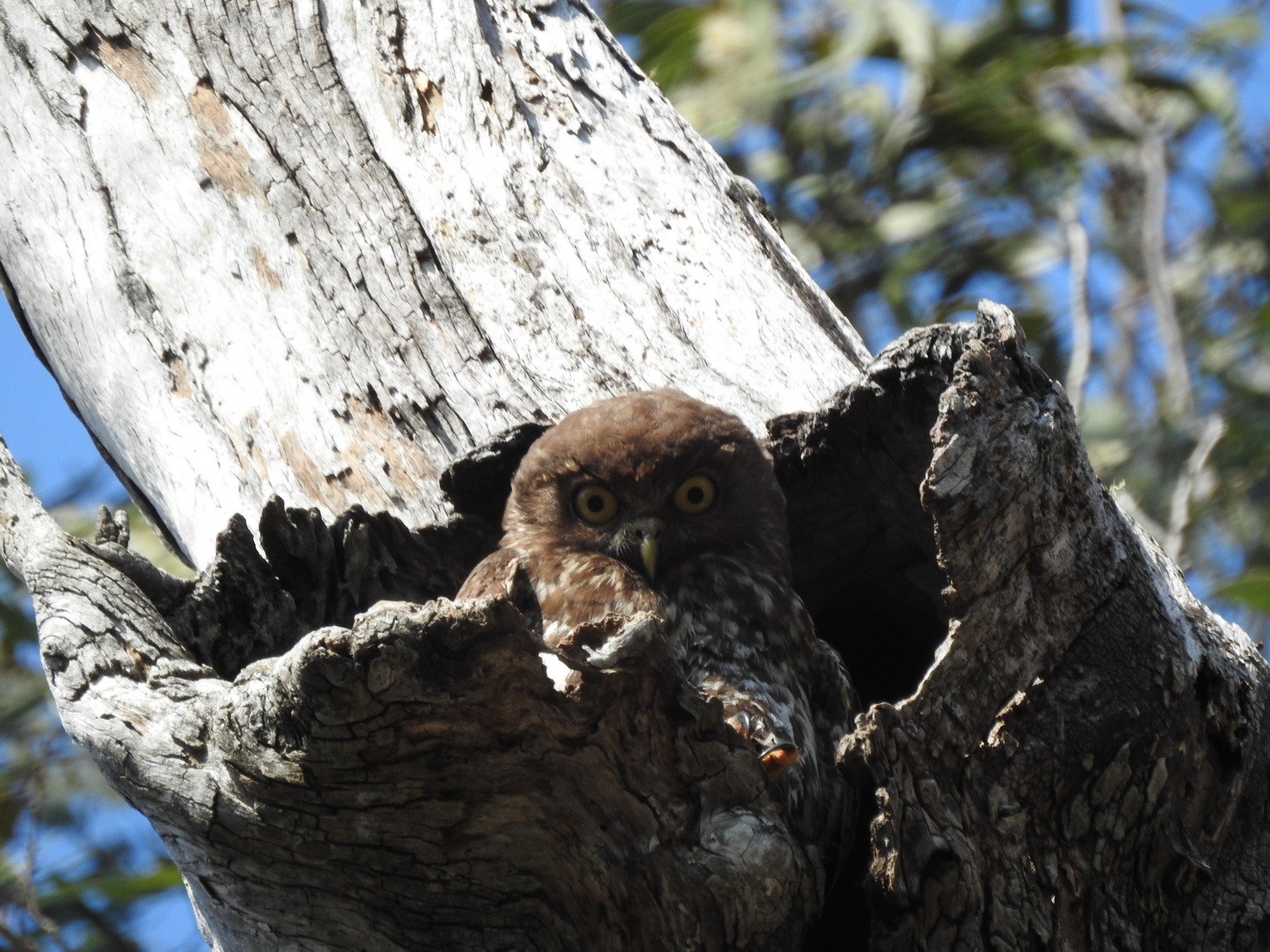 Female barking owl sitting in a tree hollow. Photo credit: David Milledge/DCCEEW