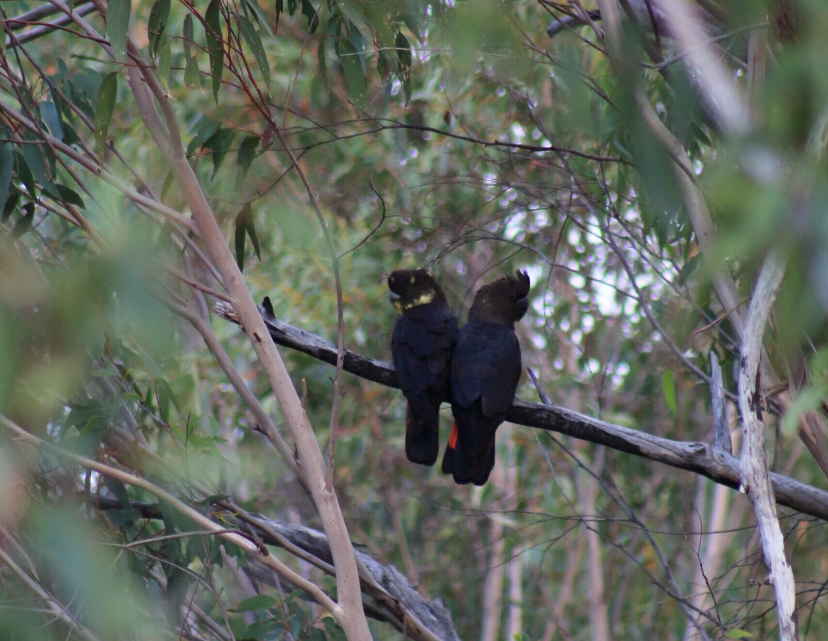 Smooth operators: Australian birds can teach us a thing or two about romance