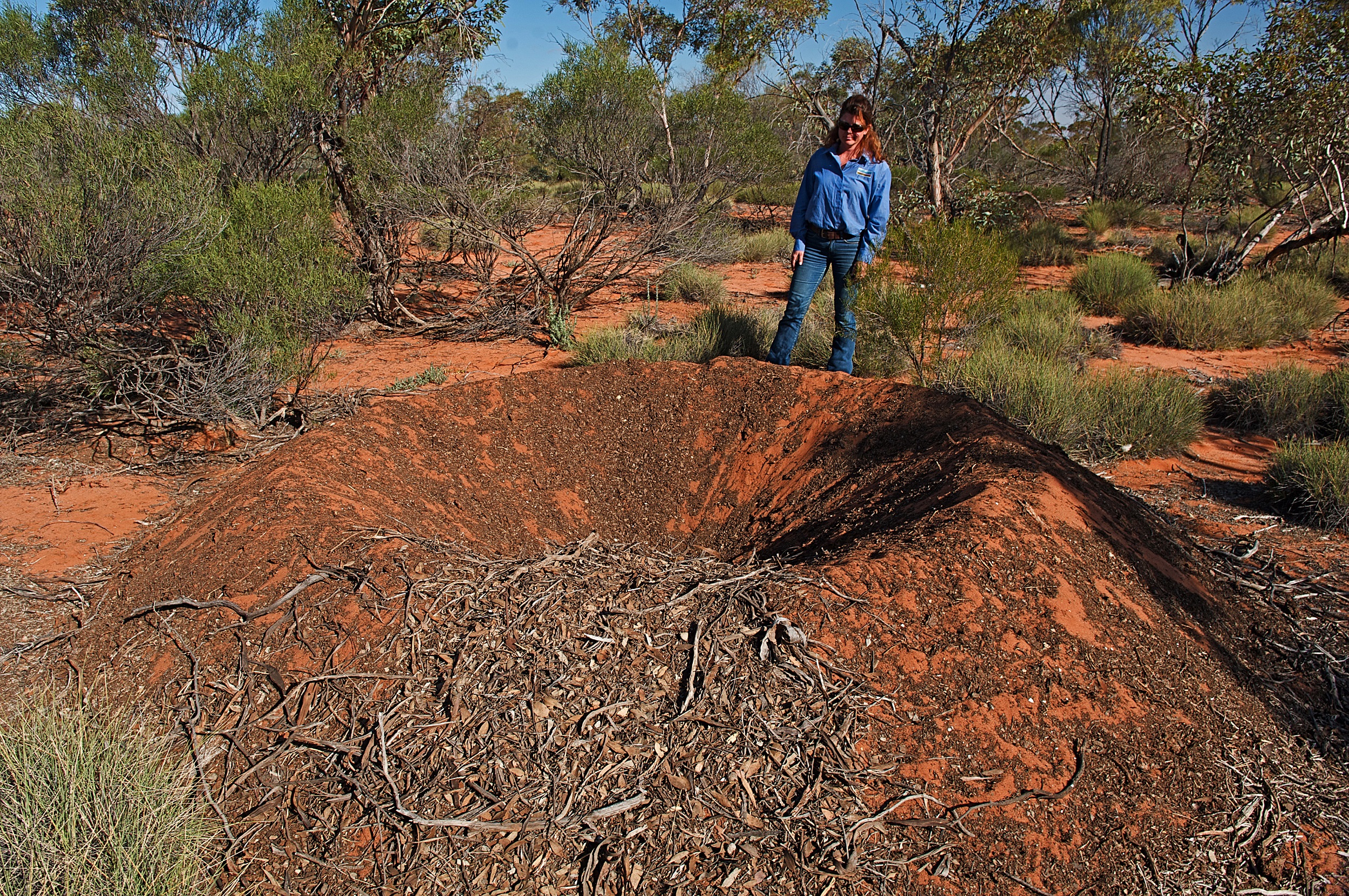 A person standing next to a malleefowl mound. Photo credit: Stuart Cohen/DCCEEW