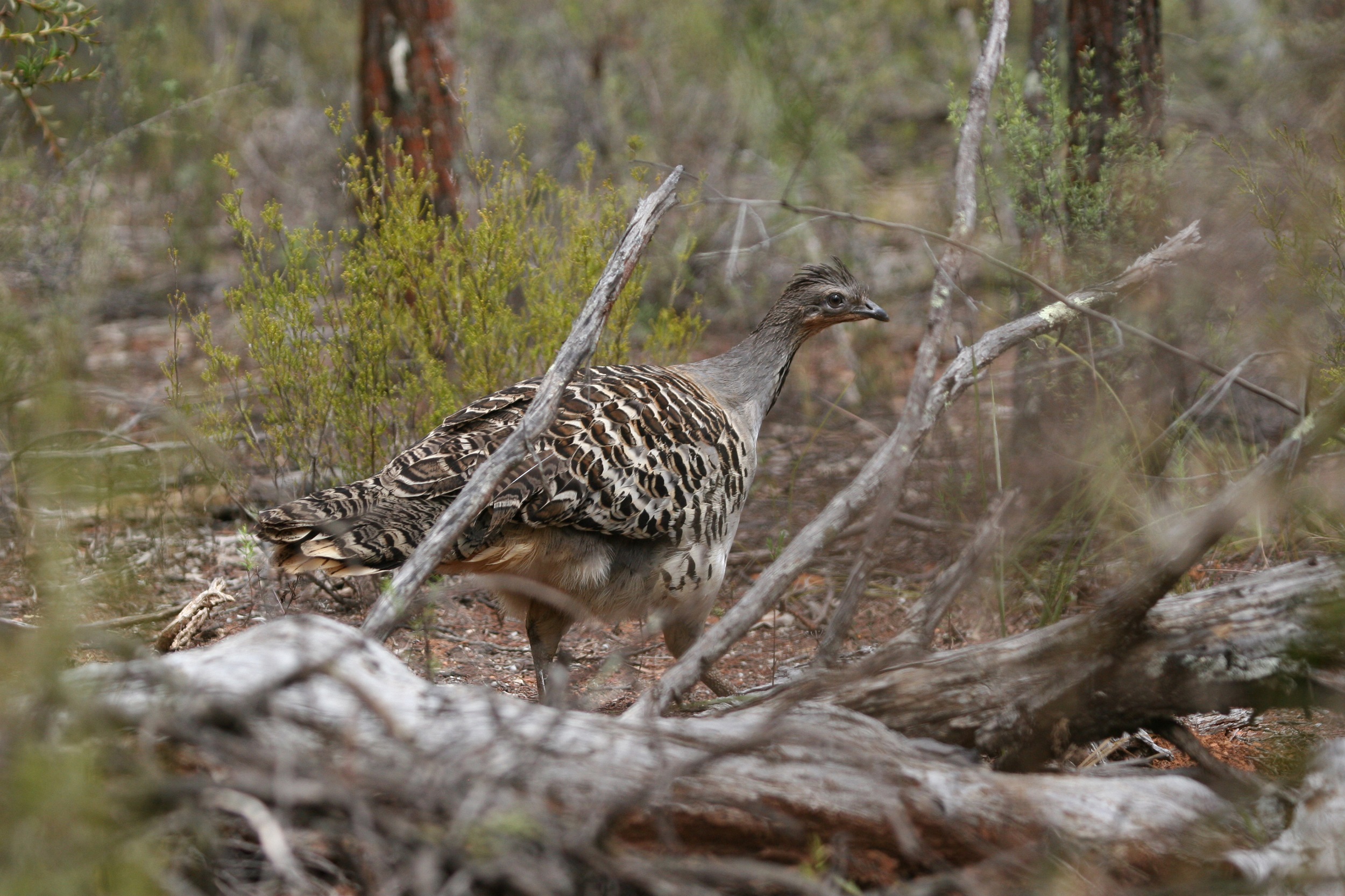 A malleefowl surrounded by bushland. Photo credit: Marc Irvin/DCCEEW