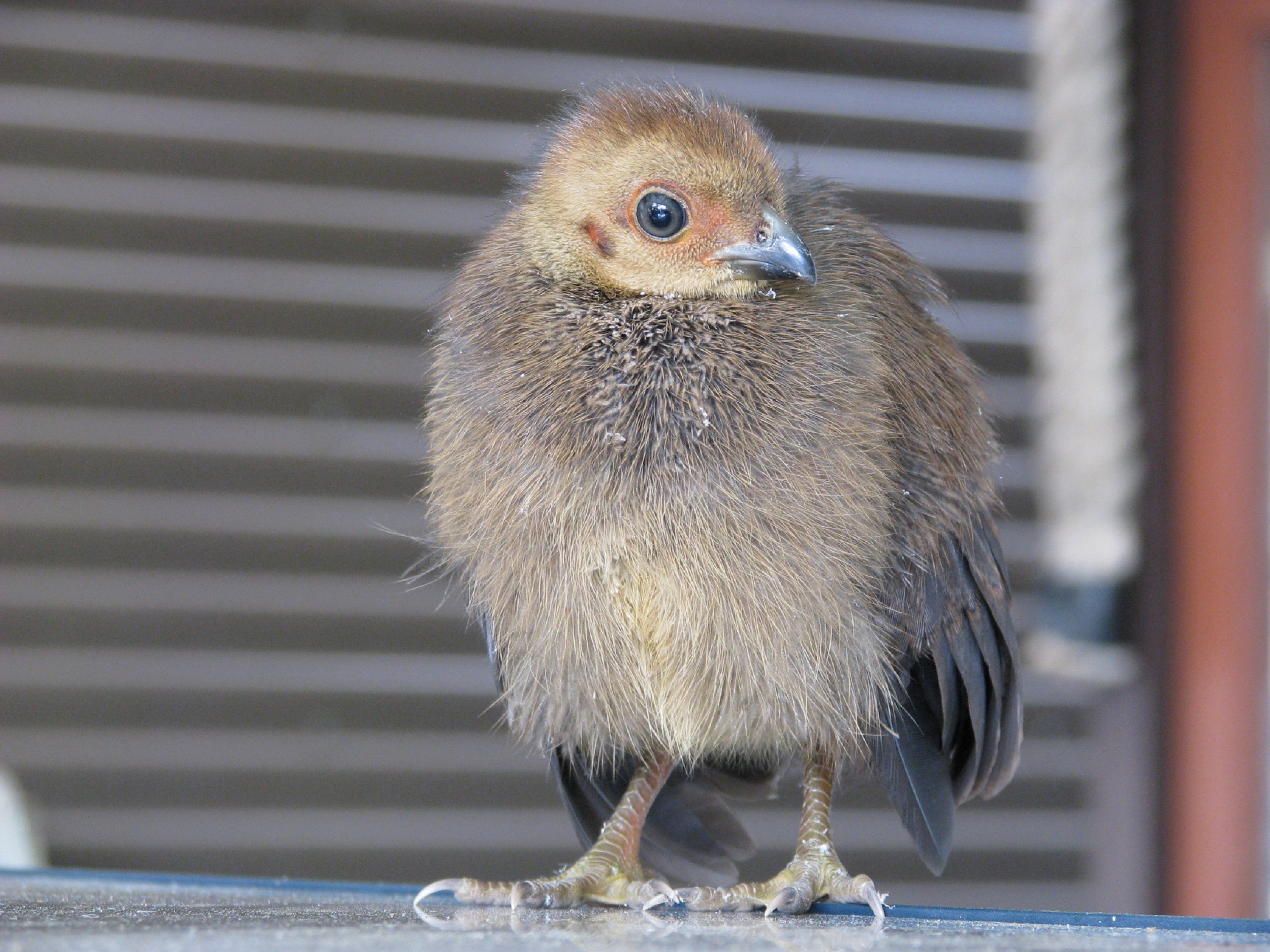 A newly hatched brush turkey. Photo credit: Tegan Burton/DCCEEW