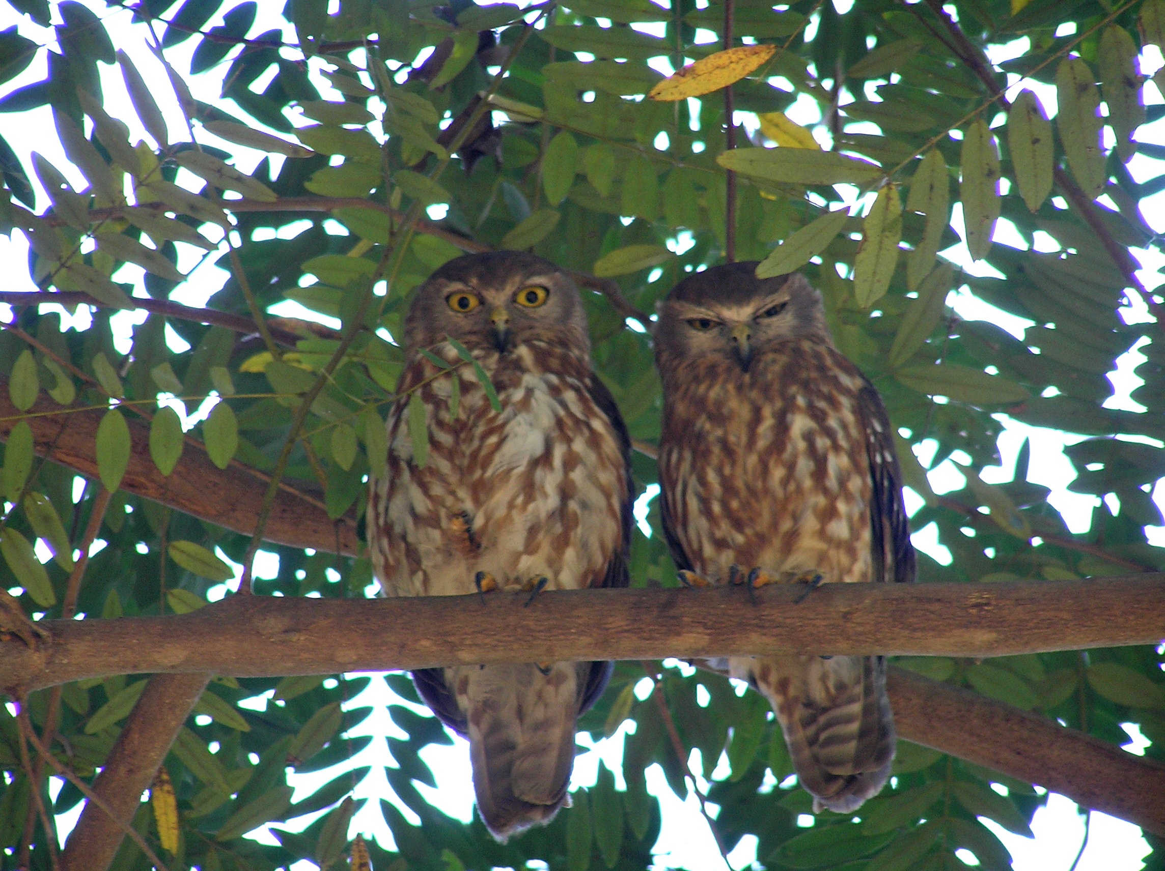 A pair of barking owls. Photo credit: Michael Jarman/DCCEEW