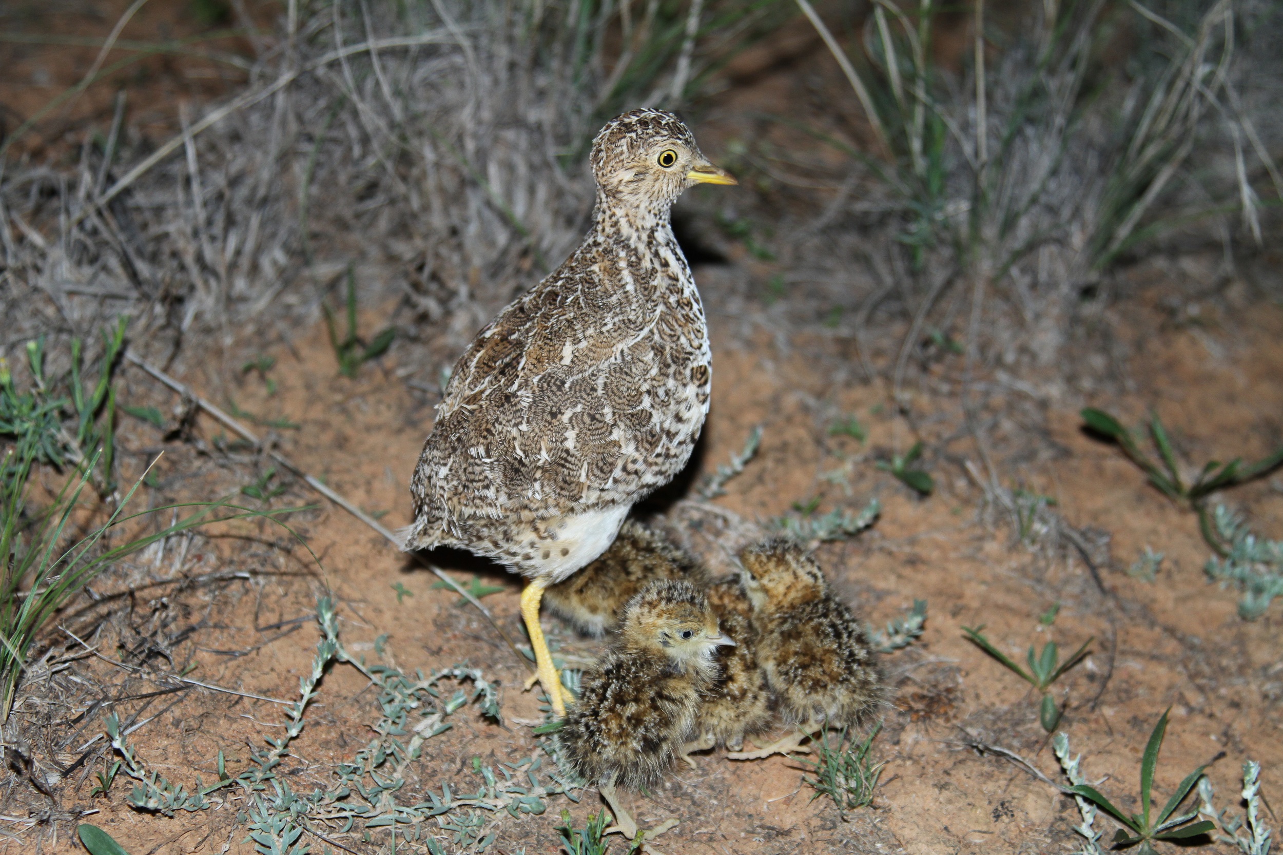 A male plains wanderer with its chicks. Photo credit: David Parker/DCCEEW