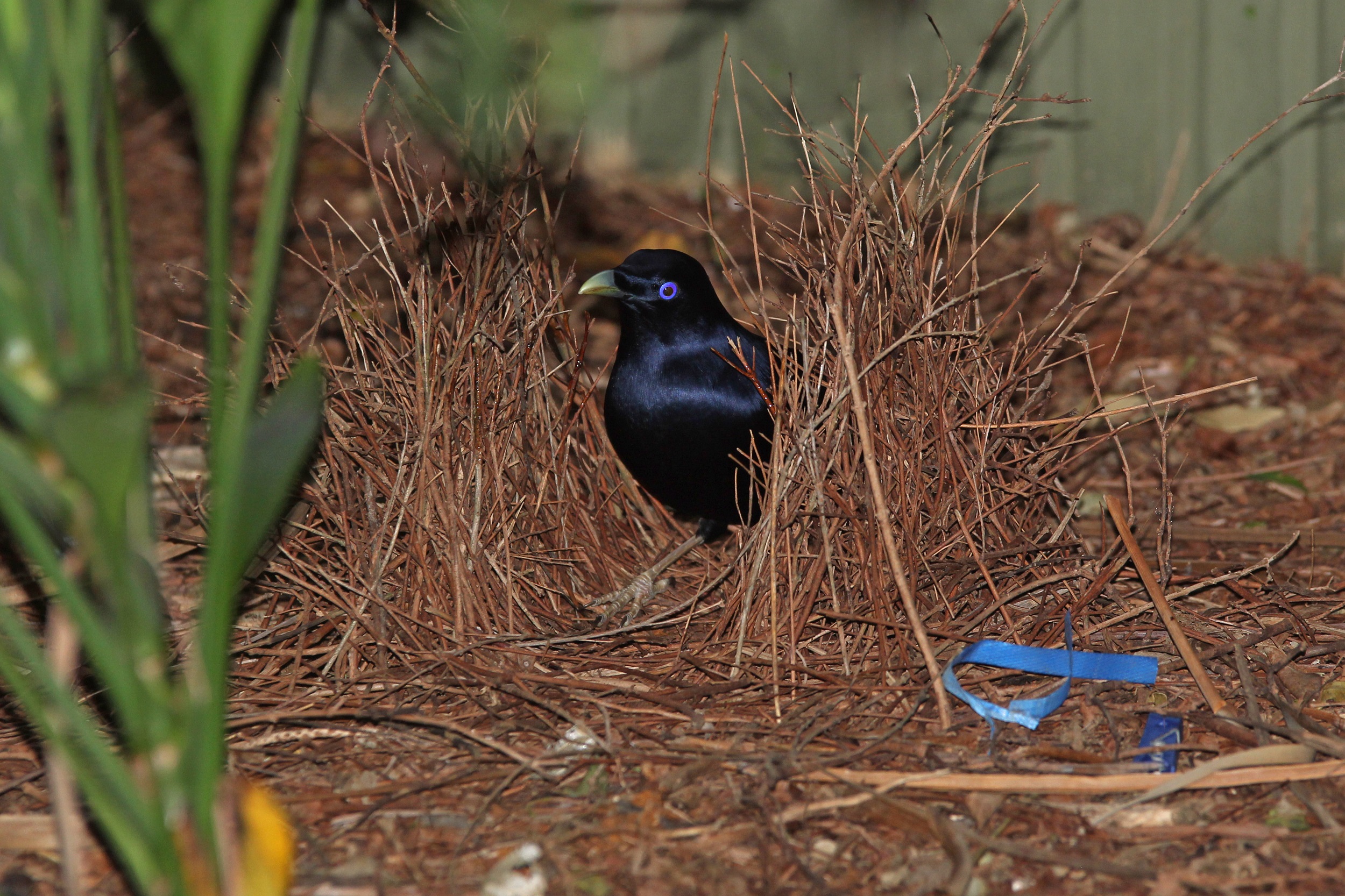 a satin bowerbird in its bower. Photo credit: Peter Sherratt/DCCEEW