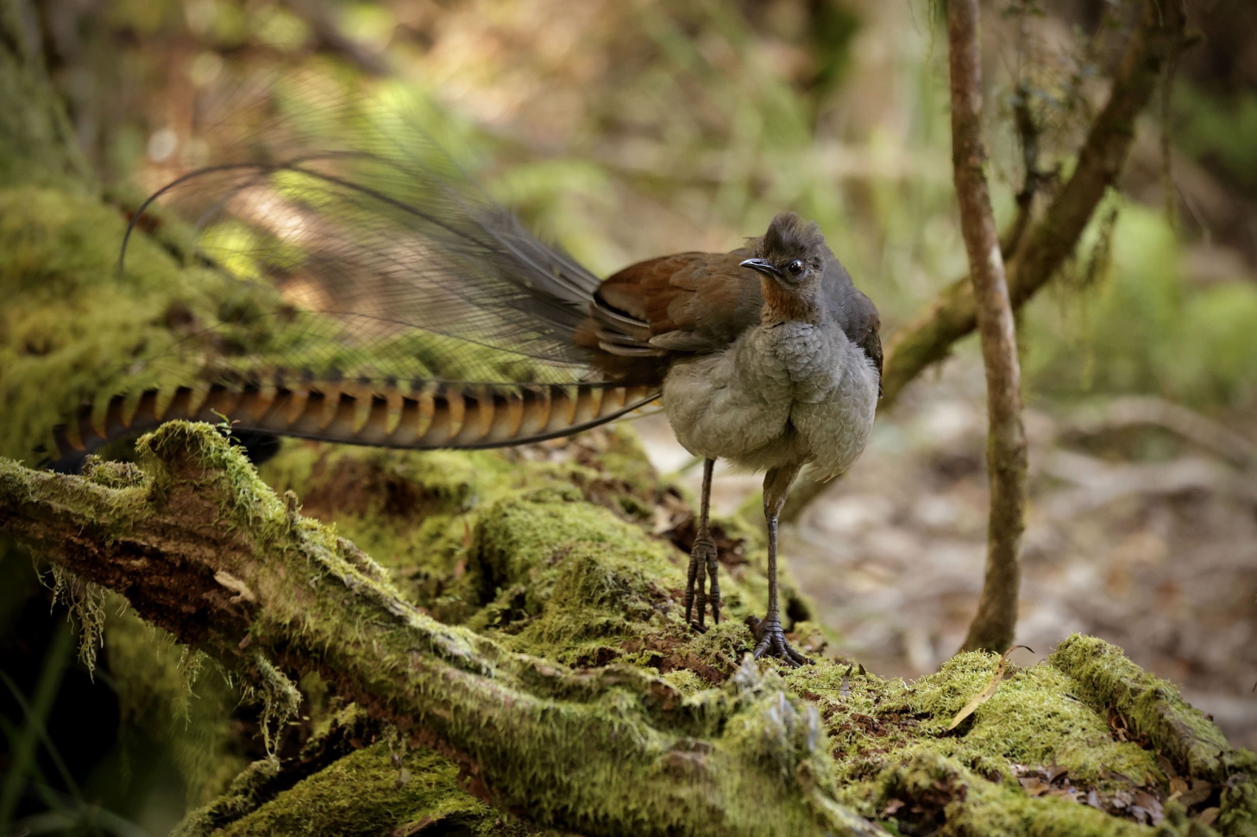 Superb lyrebird. Photo credit: Alissa Cook/DCCEEW