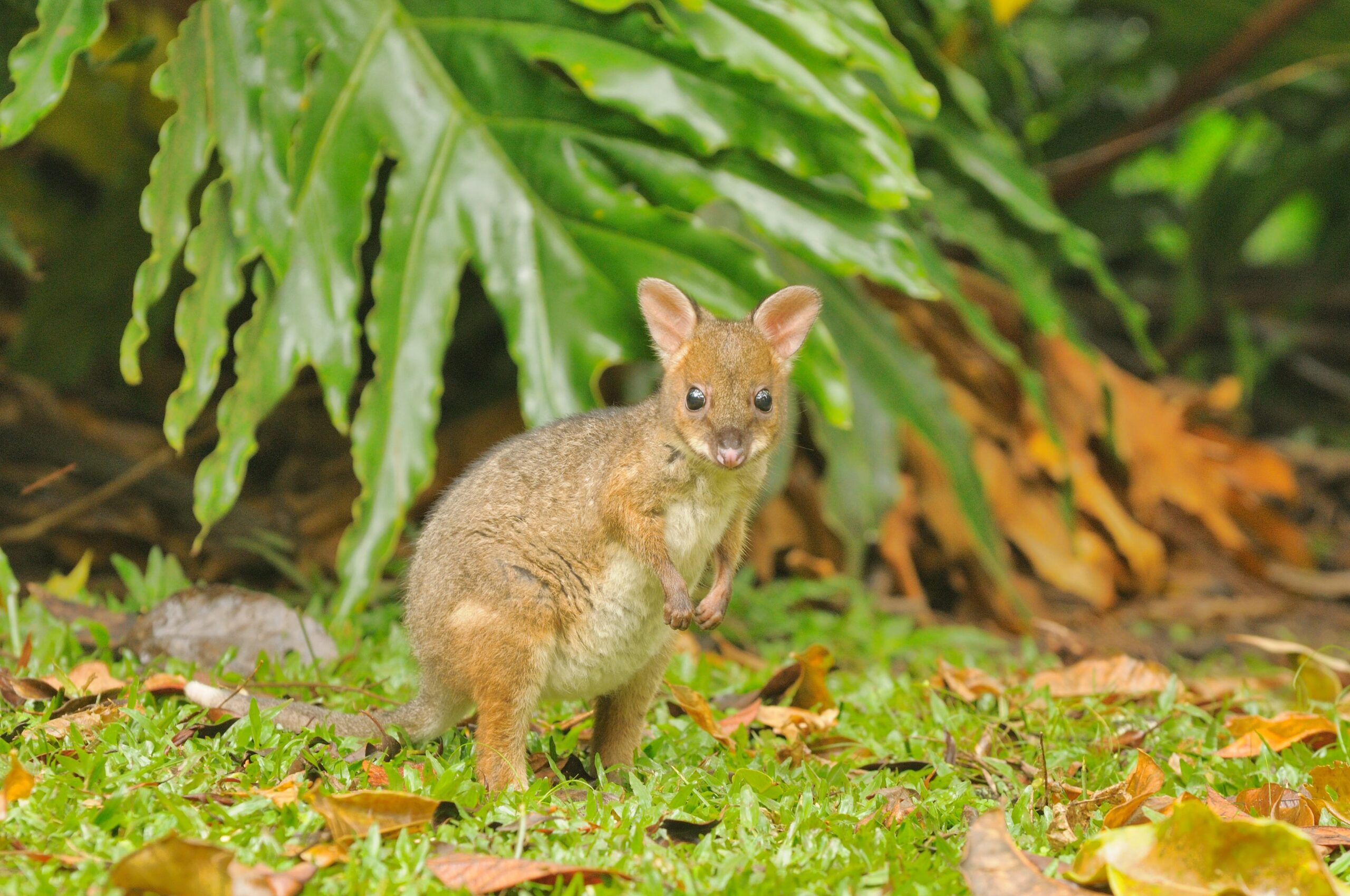 Red-legged Pademelon (Thylogale stigmatica). Photo credit: Dave Watts/DCCEEW