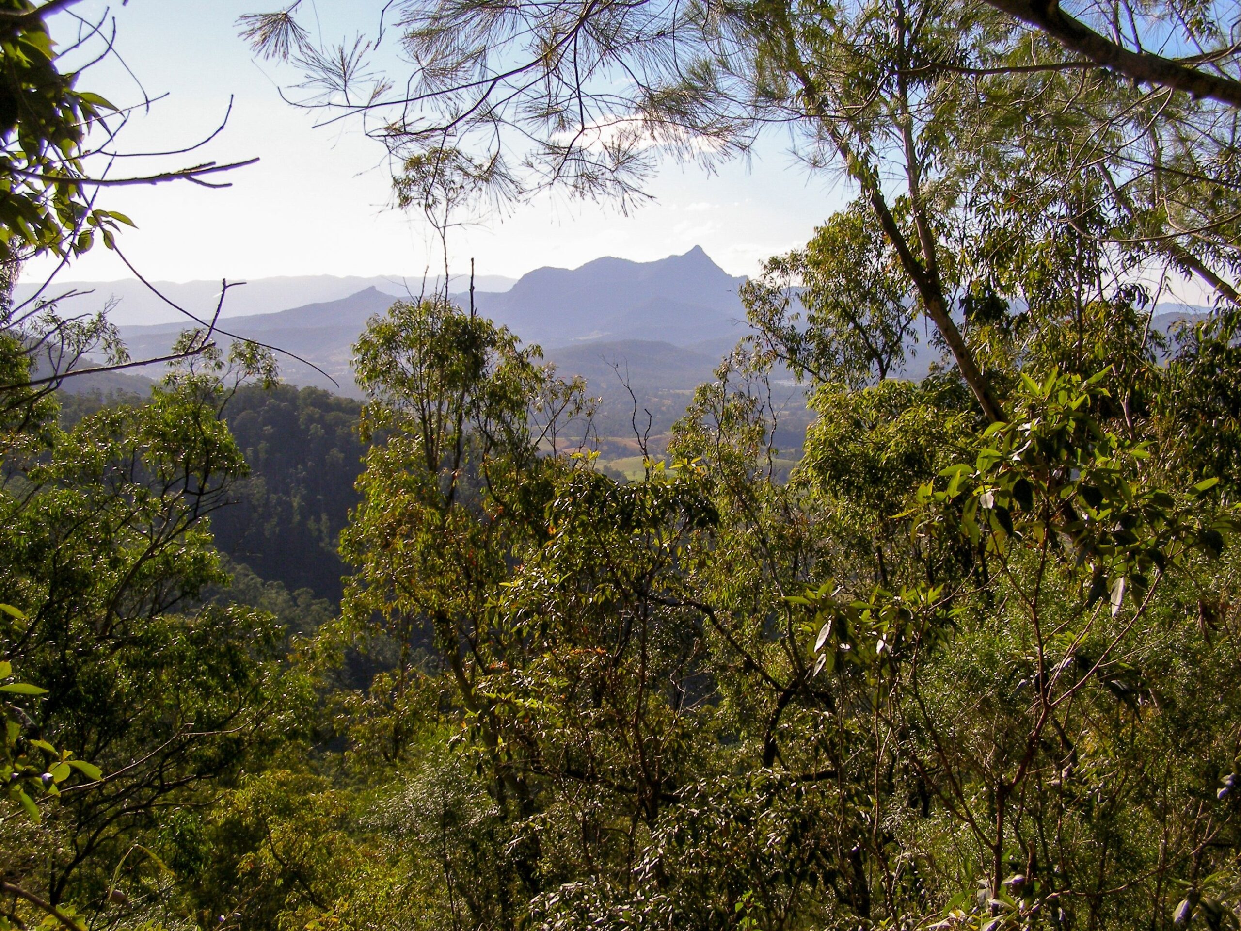 View of Wollumbin through the trees from Historic Nightcap walking track.